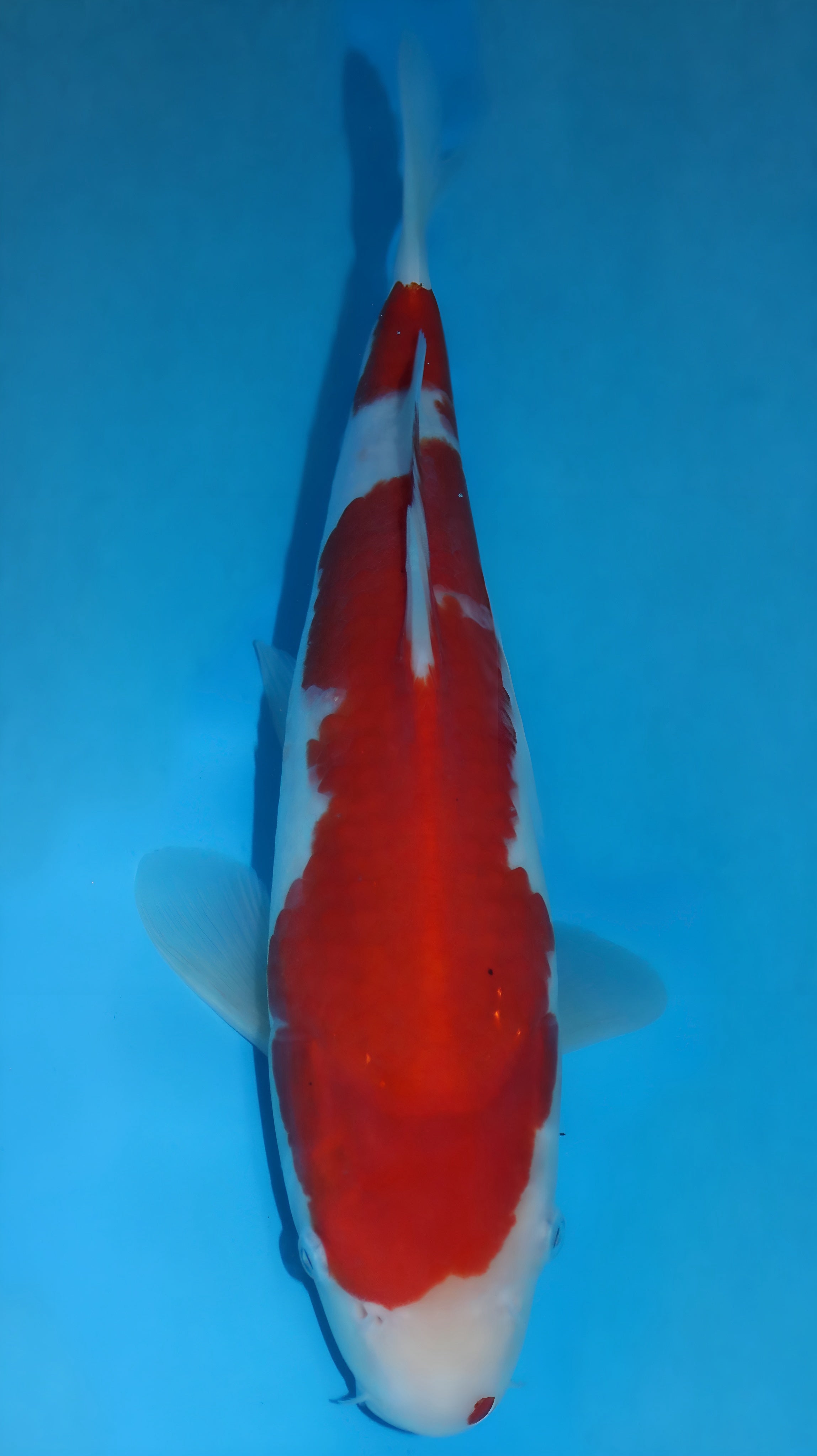 25SFP034 Kohaku