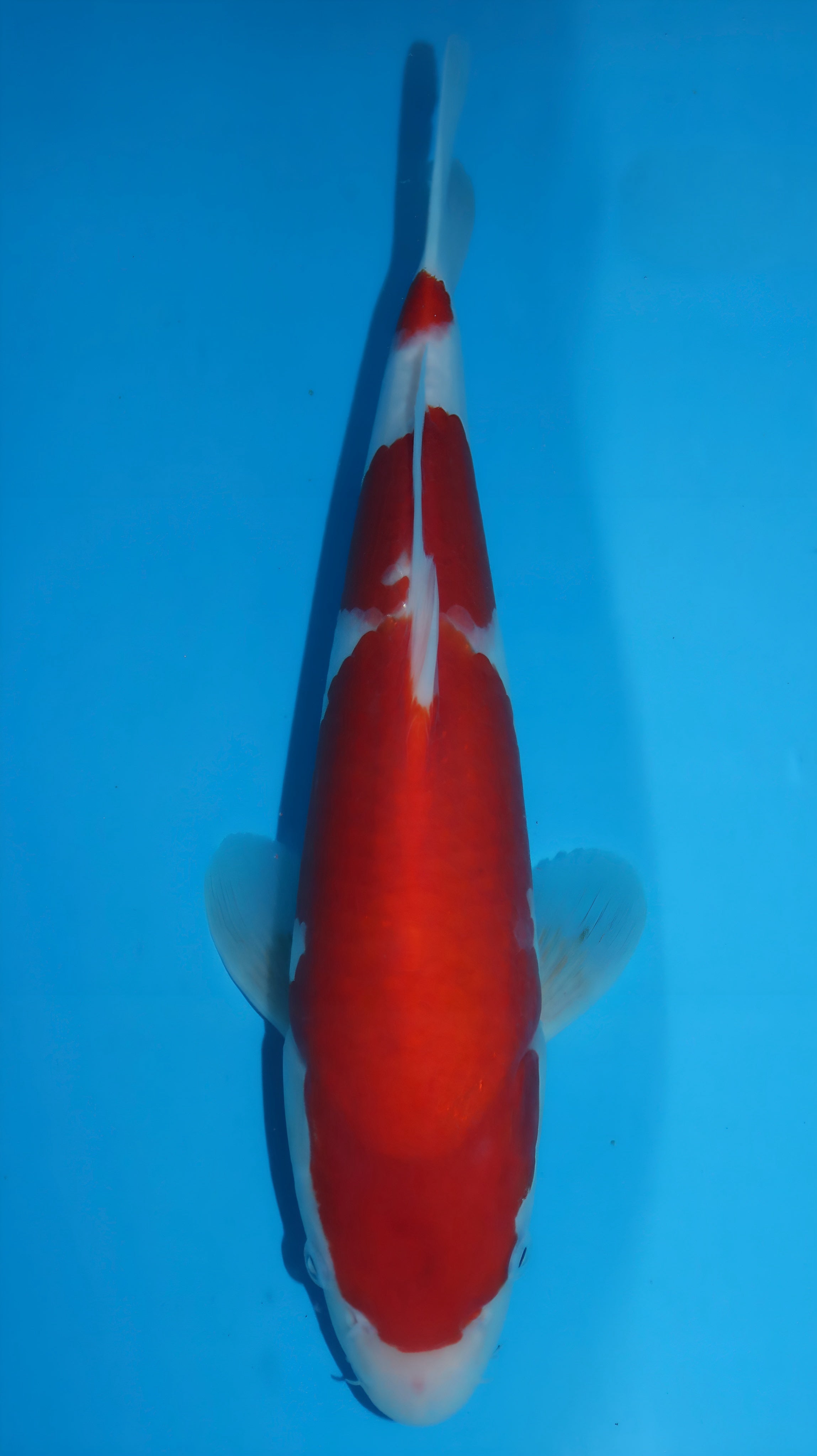 25SFP039 Kohaku