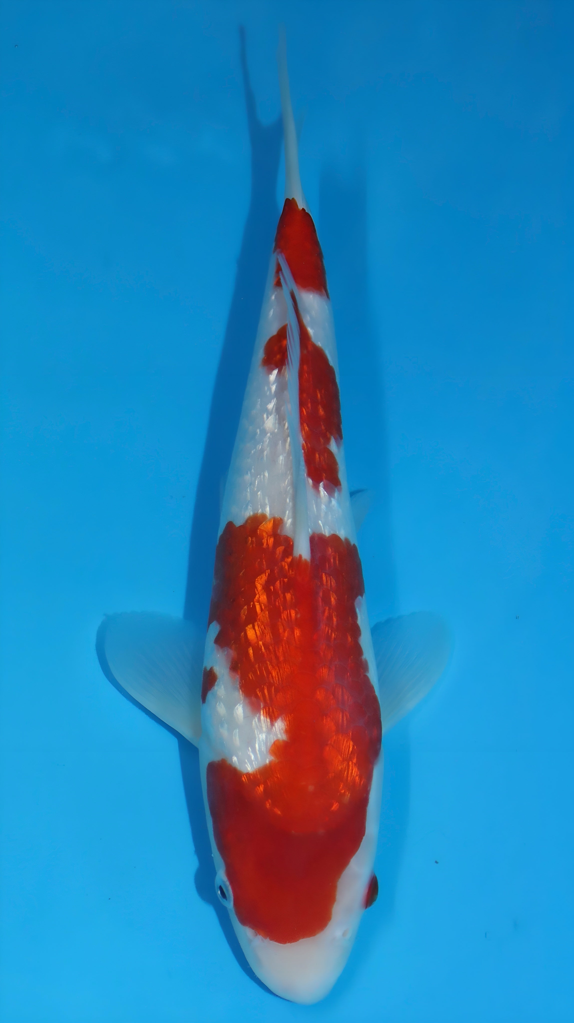 25SFP025 Ginrin Kohaku