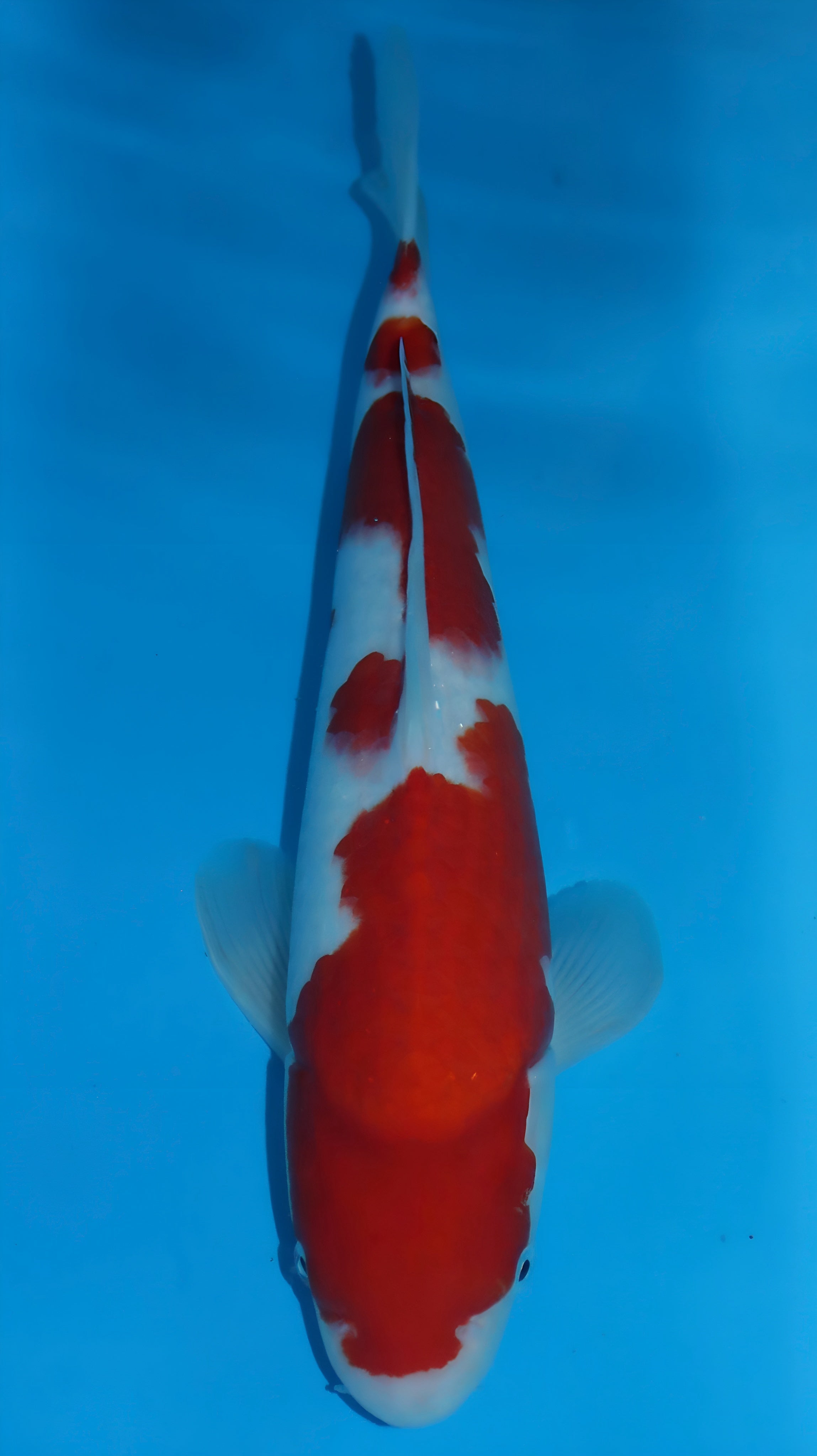 25SFP031 Kohaku