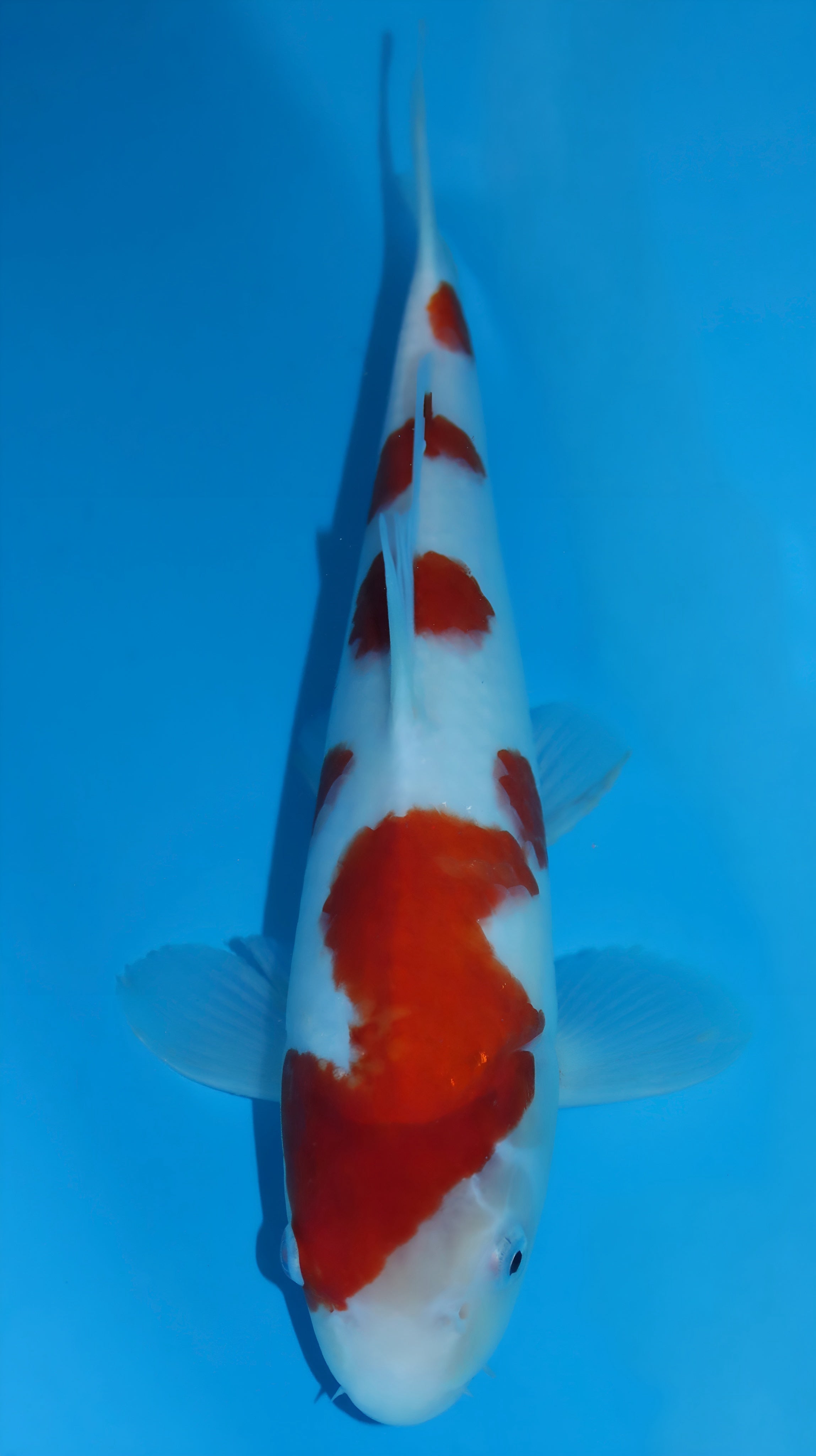 25SFP054 Kohaku
