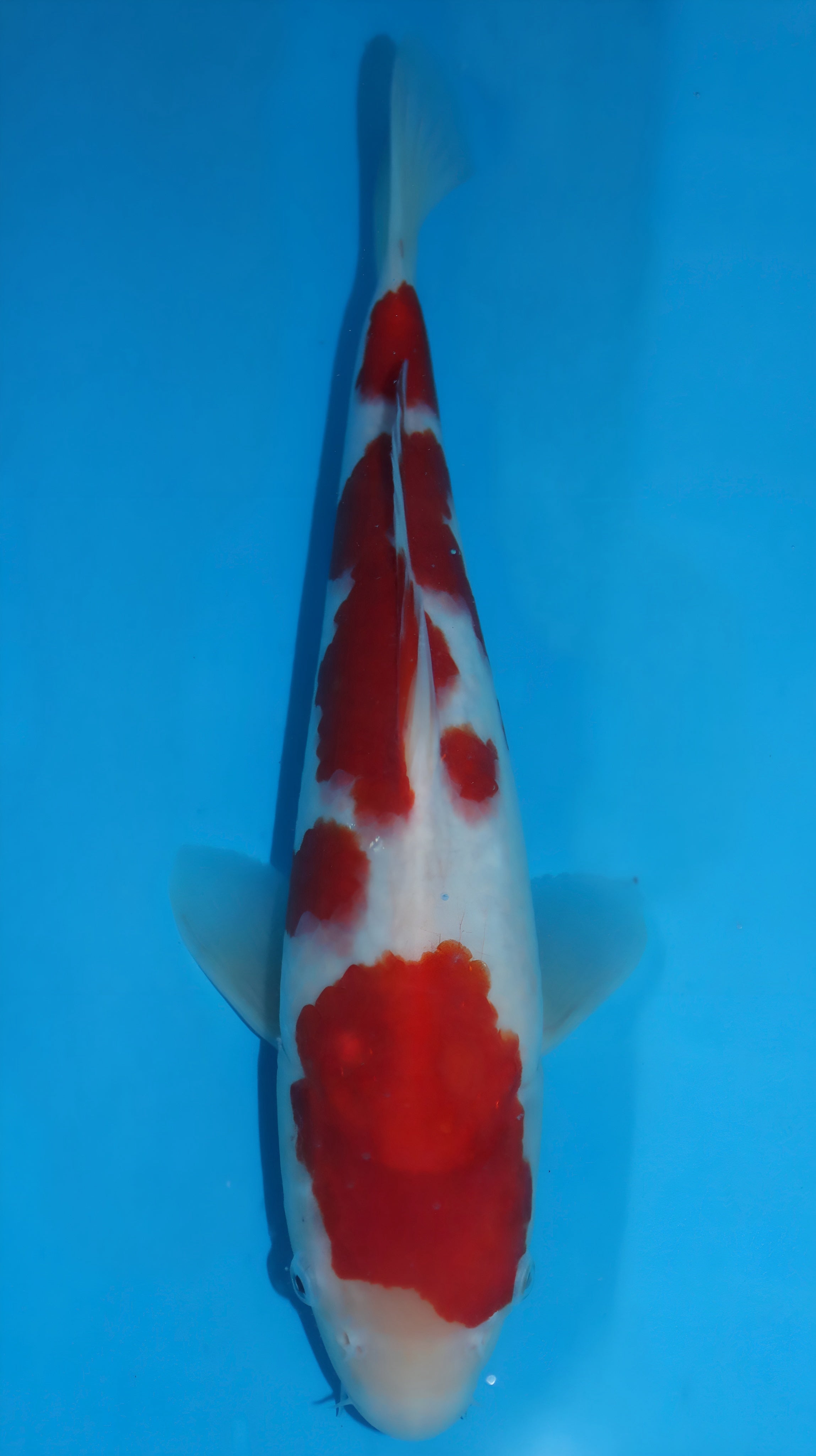 25SFP023 Kohaku