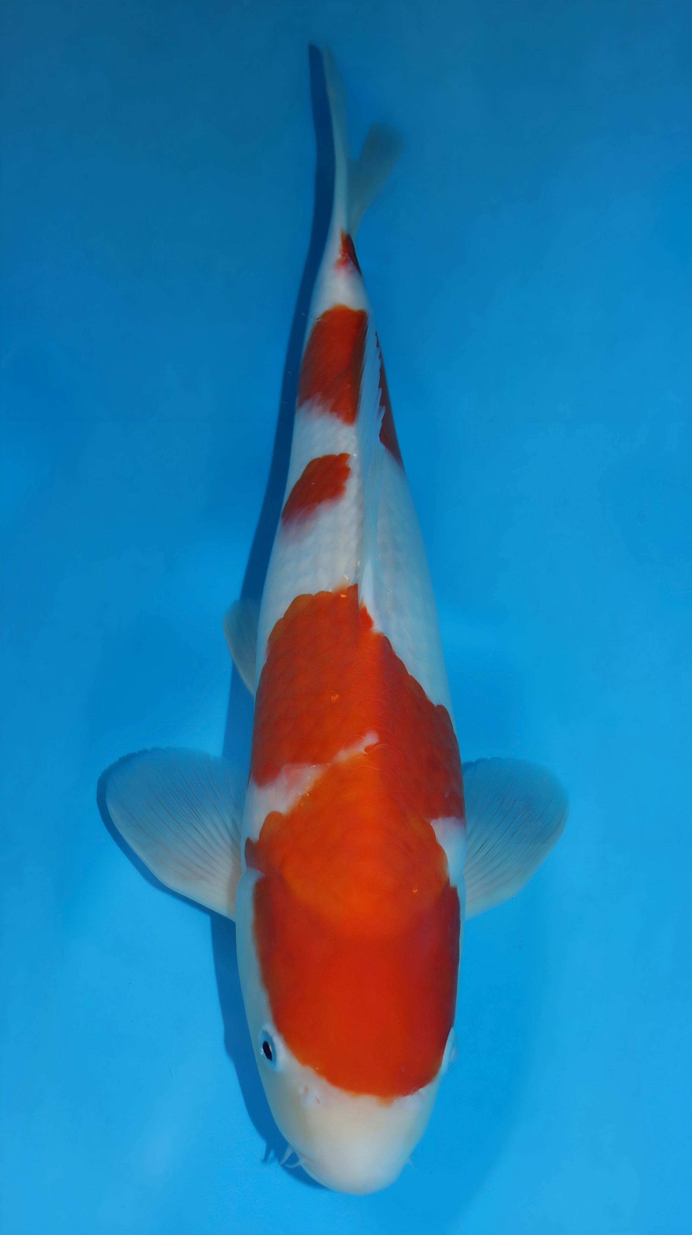 25SFP006 Kohaku