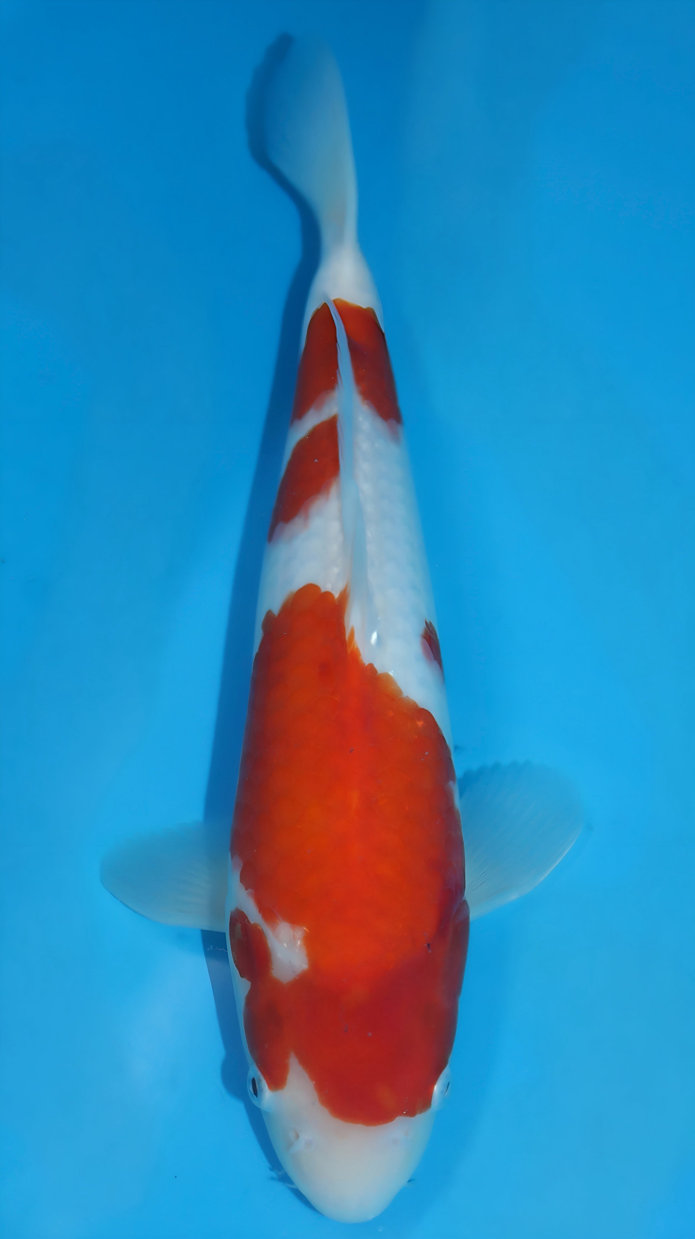25SFP027 Kohaku