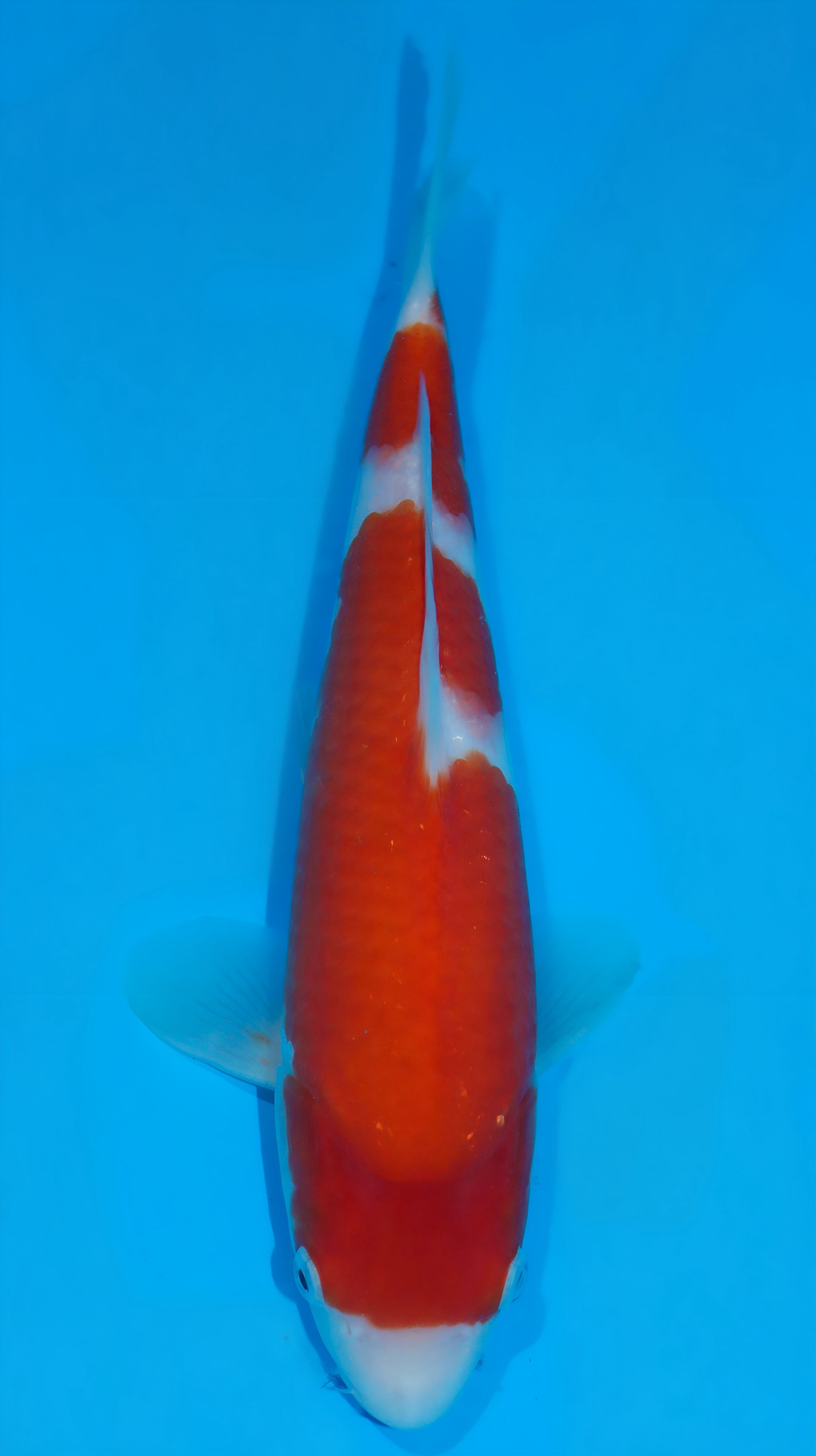 25SFP022 Kohaku