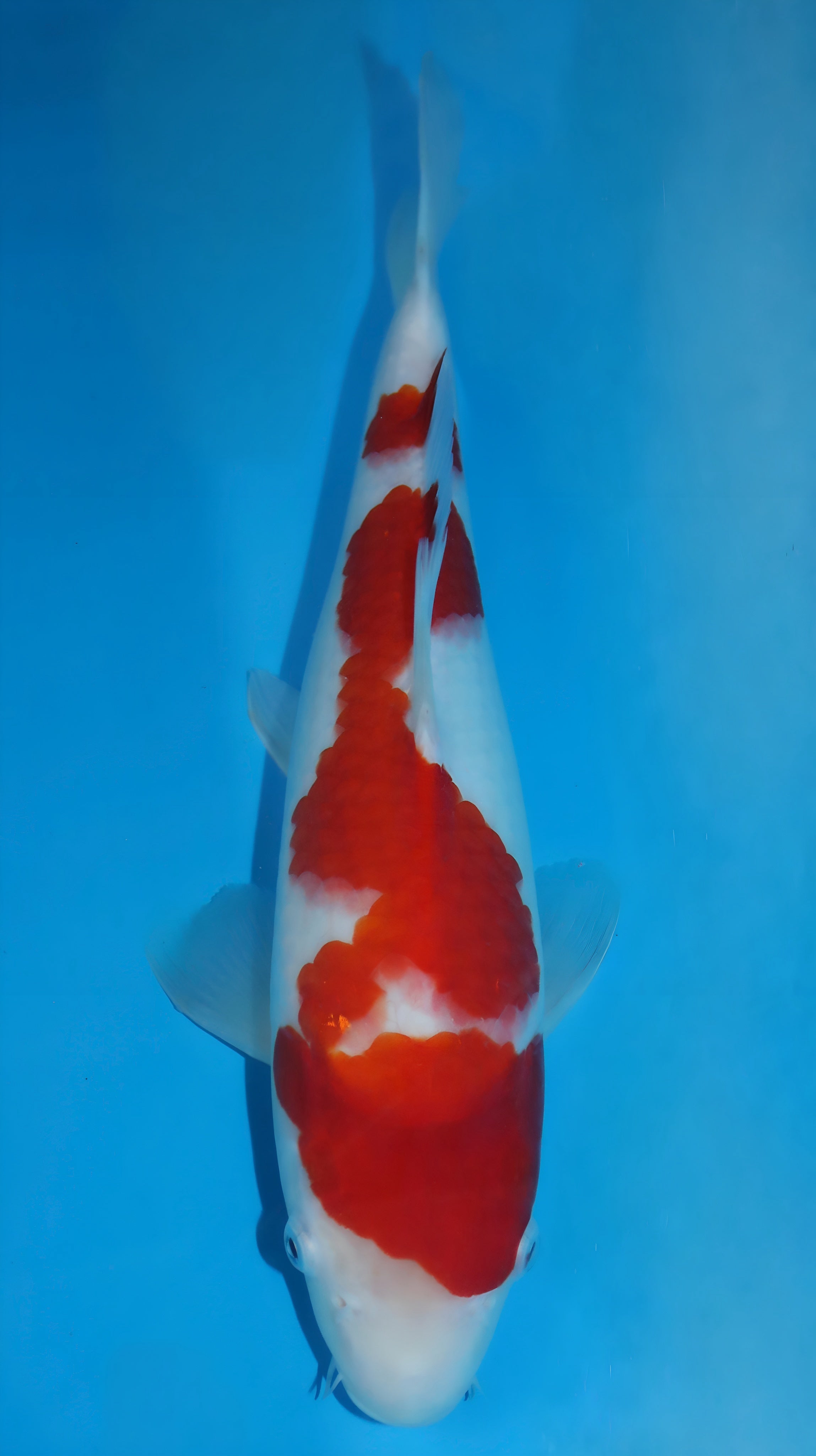 25SFP046 Kohaku