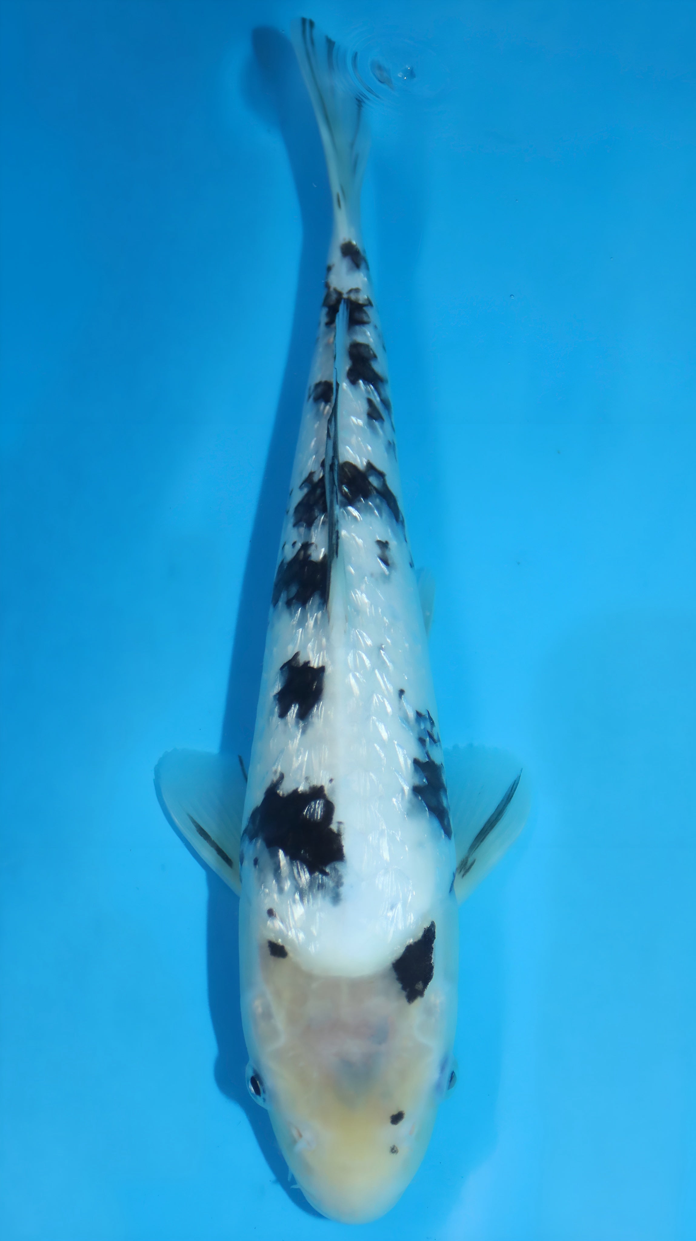 25SFP051 Ginrin Bekko