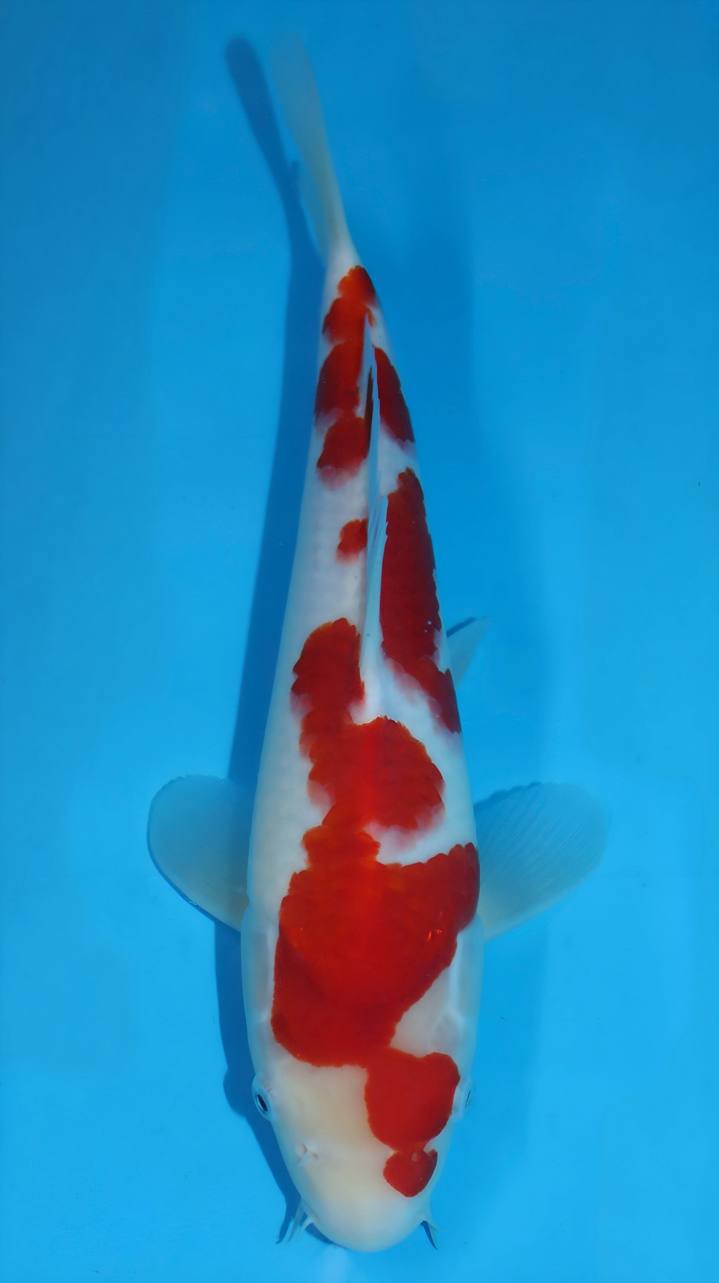 25SFP052 Kohaku