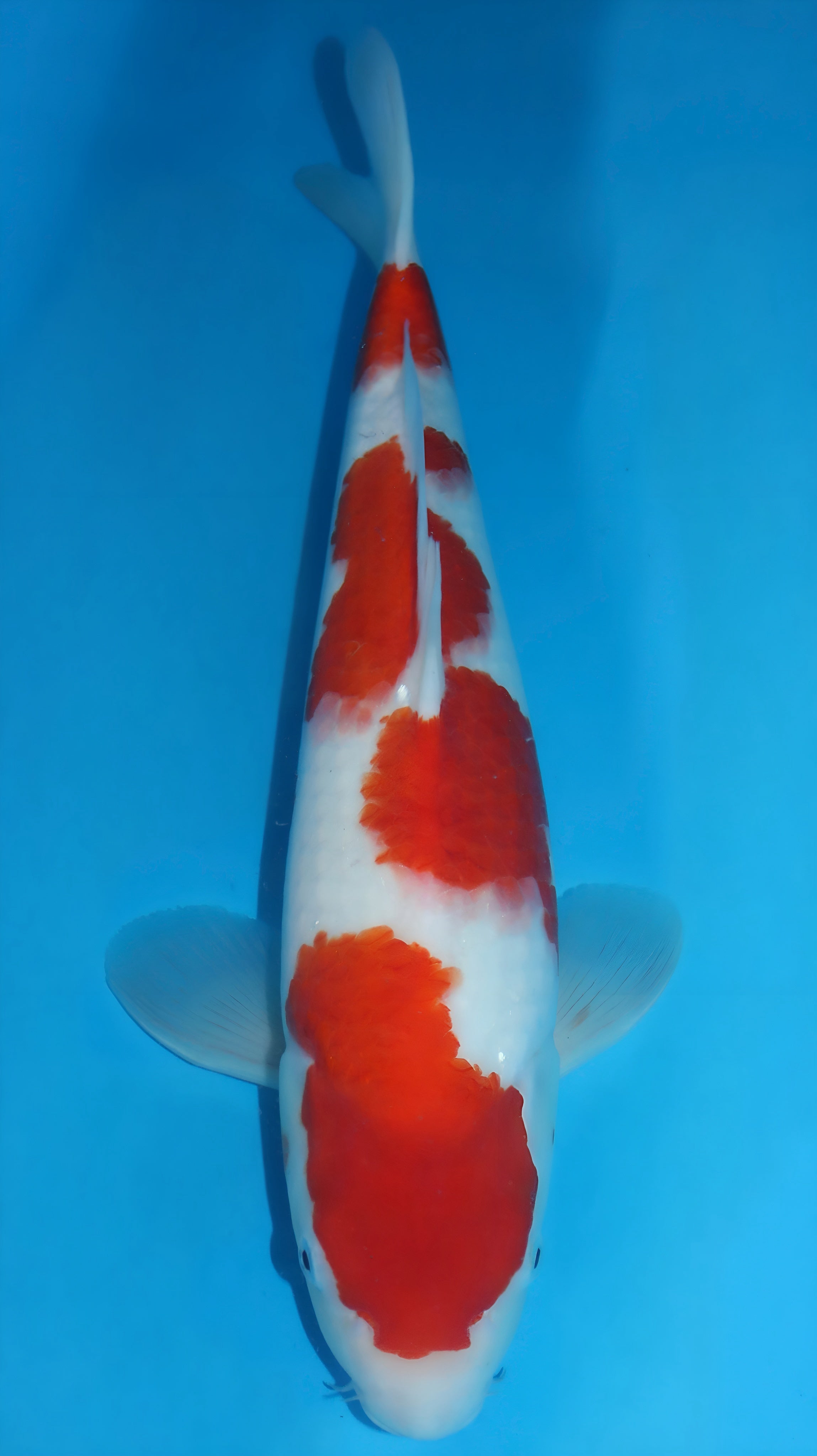 25SFP049 Kohaku