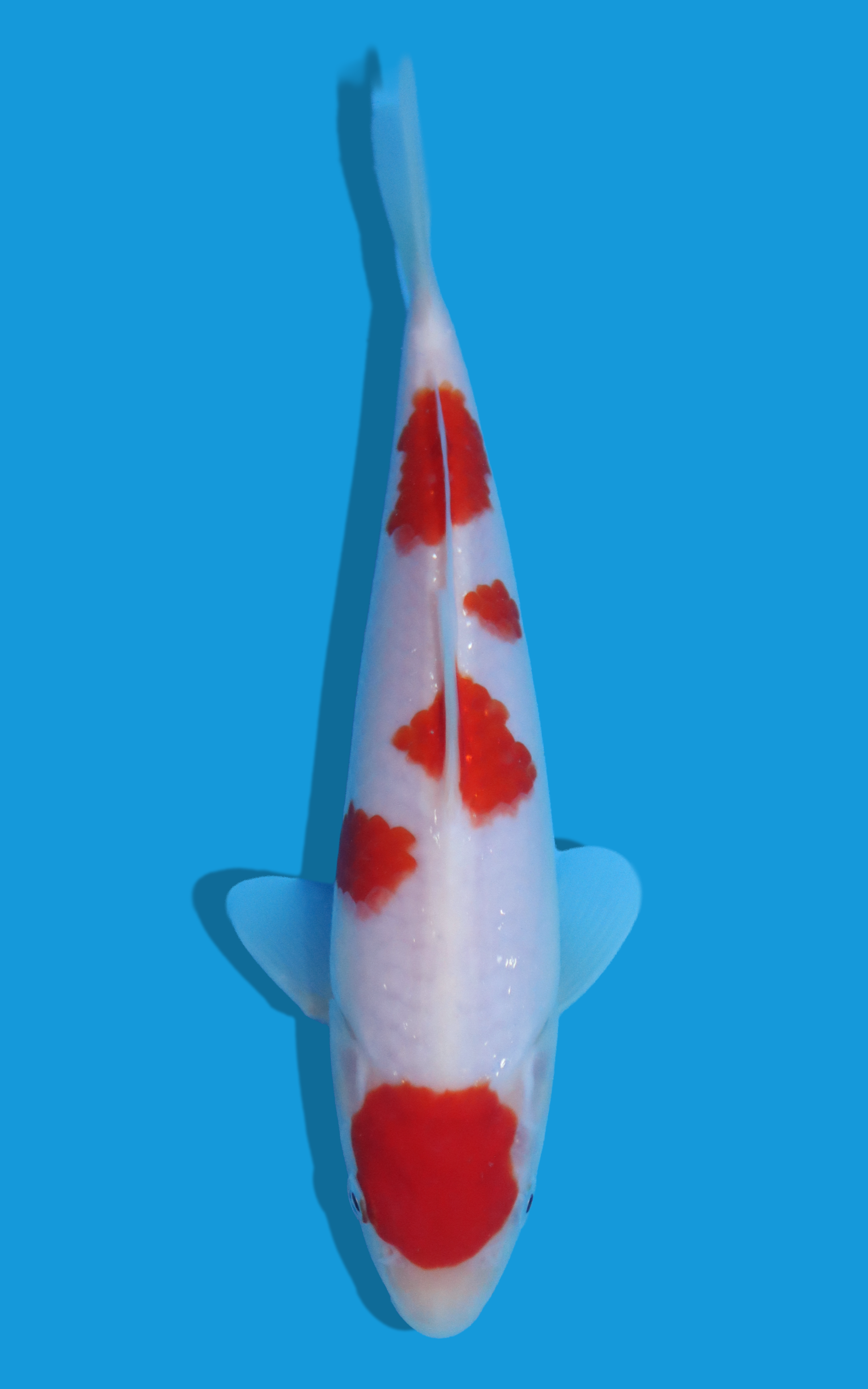 26BEP023S Kohaku