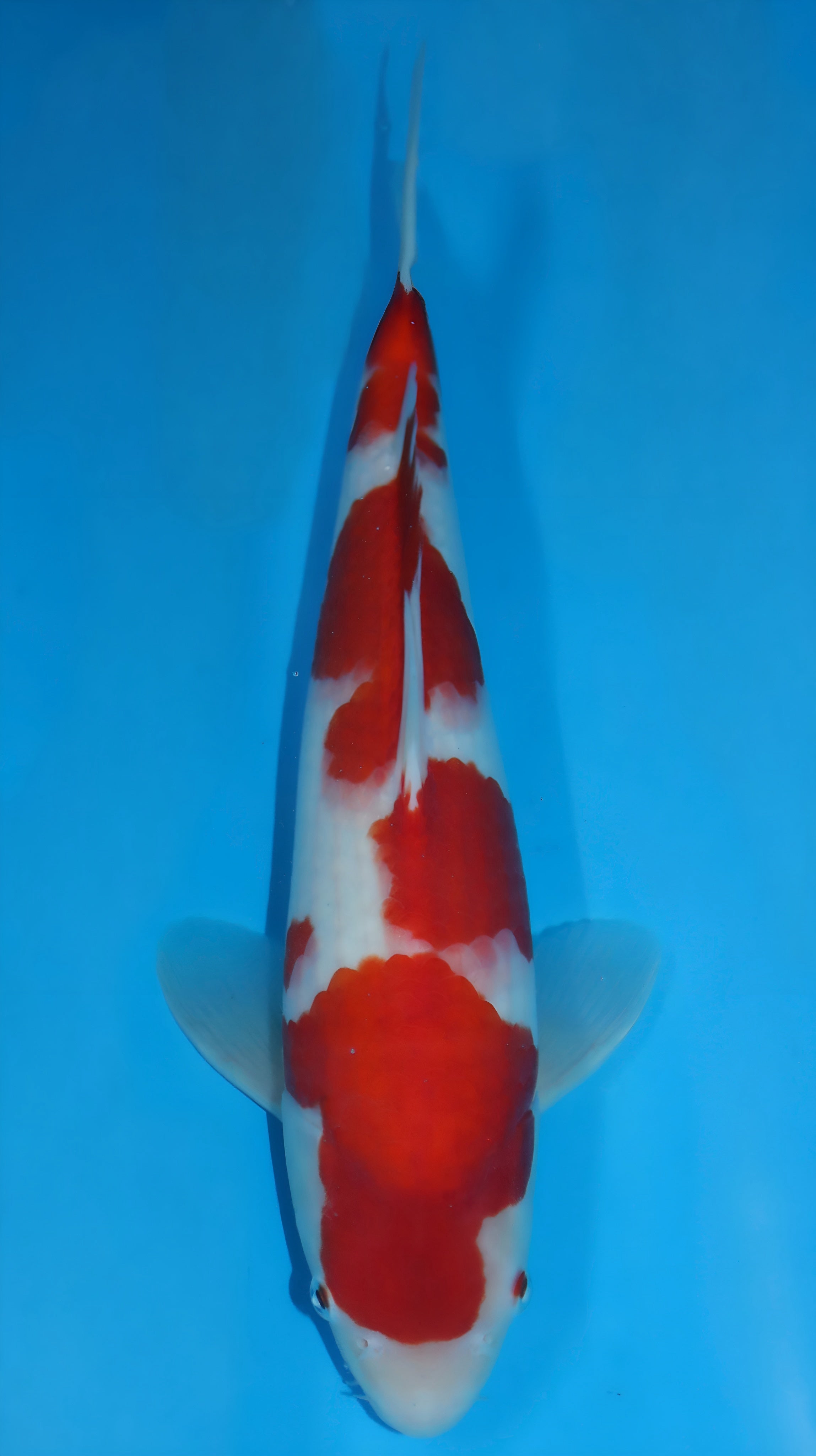 25SFP035 Kohaku