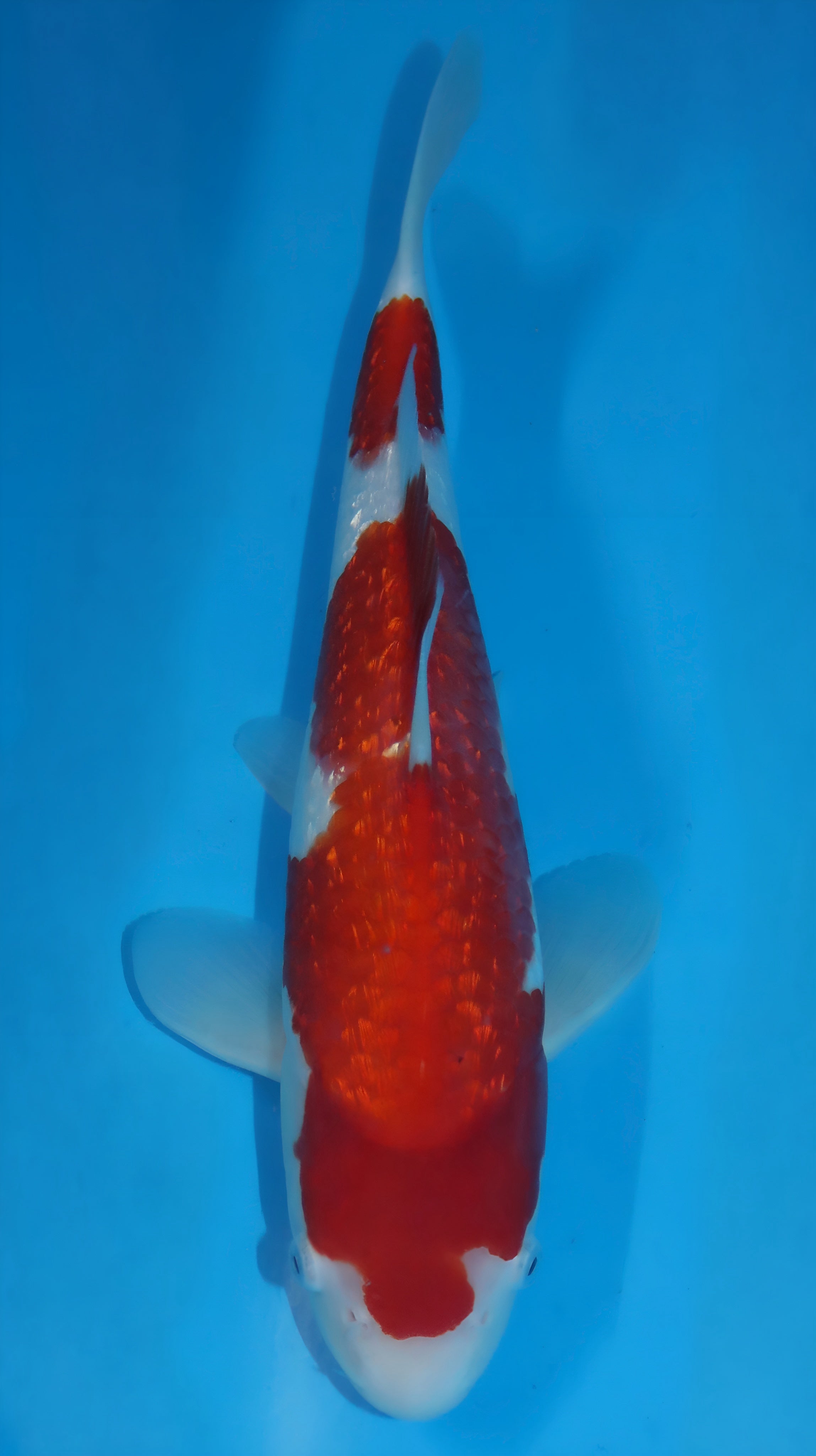 25SFP028 Ginrin Kohaku