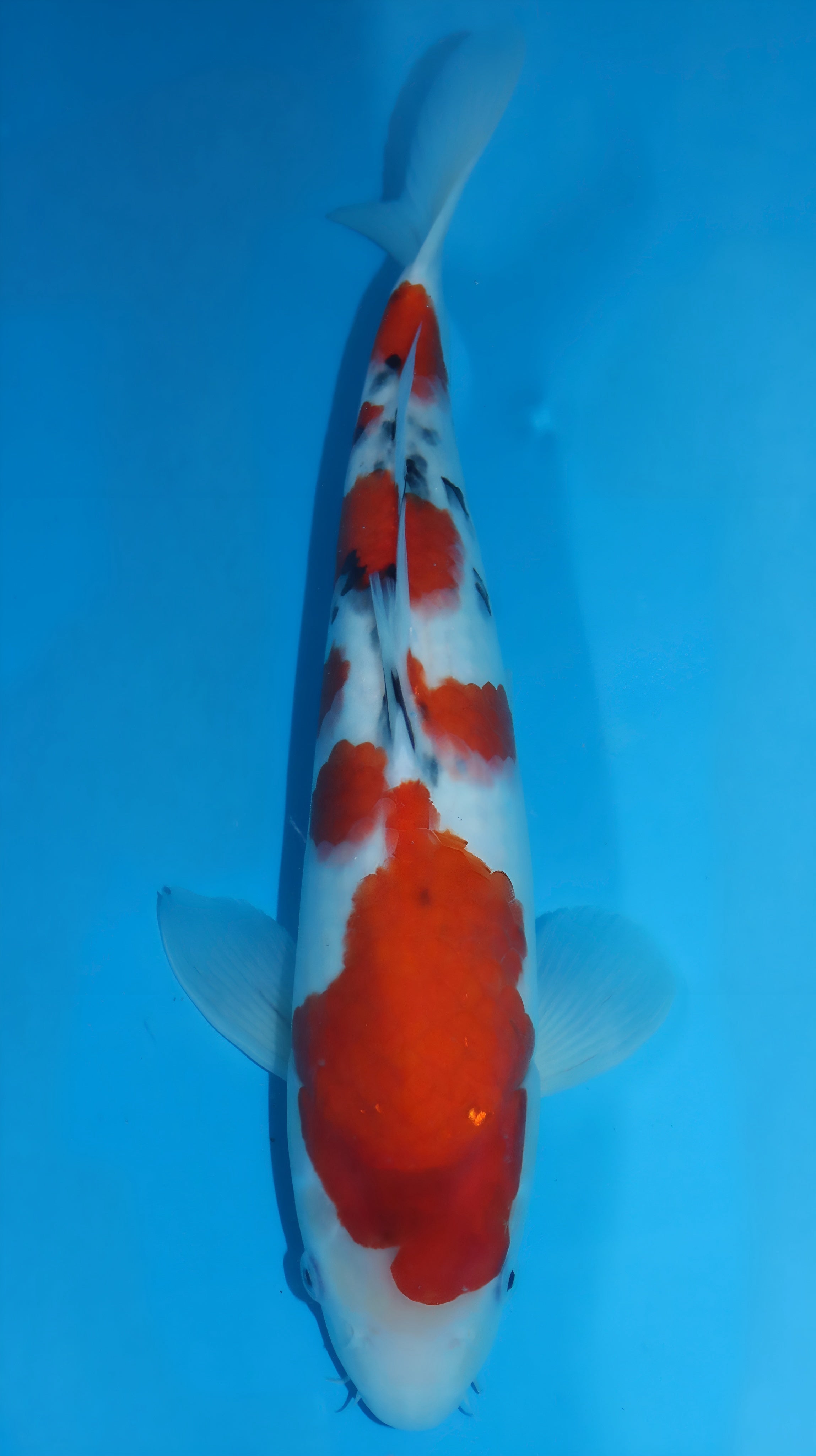 https://koiwaterbarn.com/cdn/shop/files/download_b0f8387c-dd07-491f-9e22-1e0c4d441da8.jpg?v=1772637162&width=3840