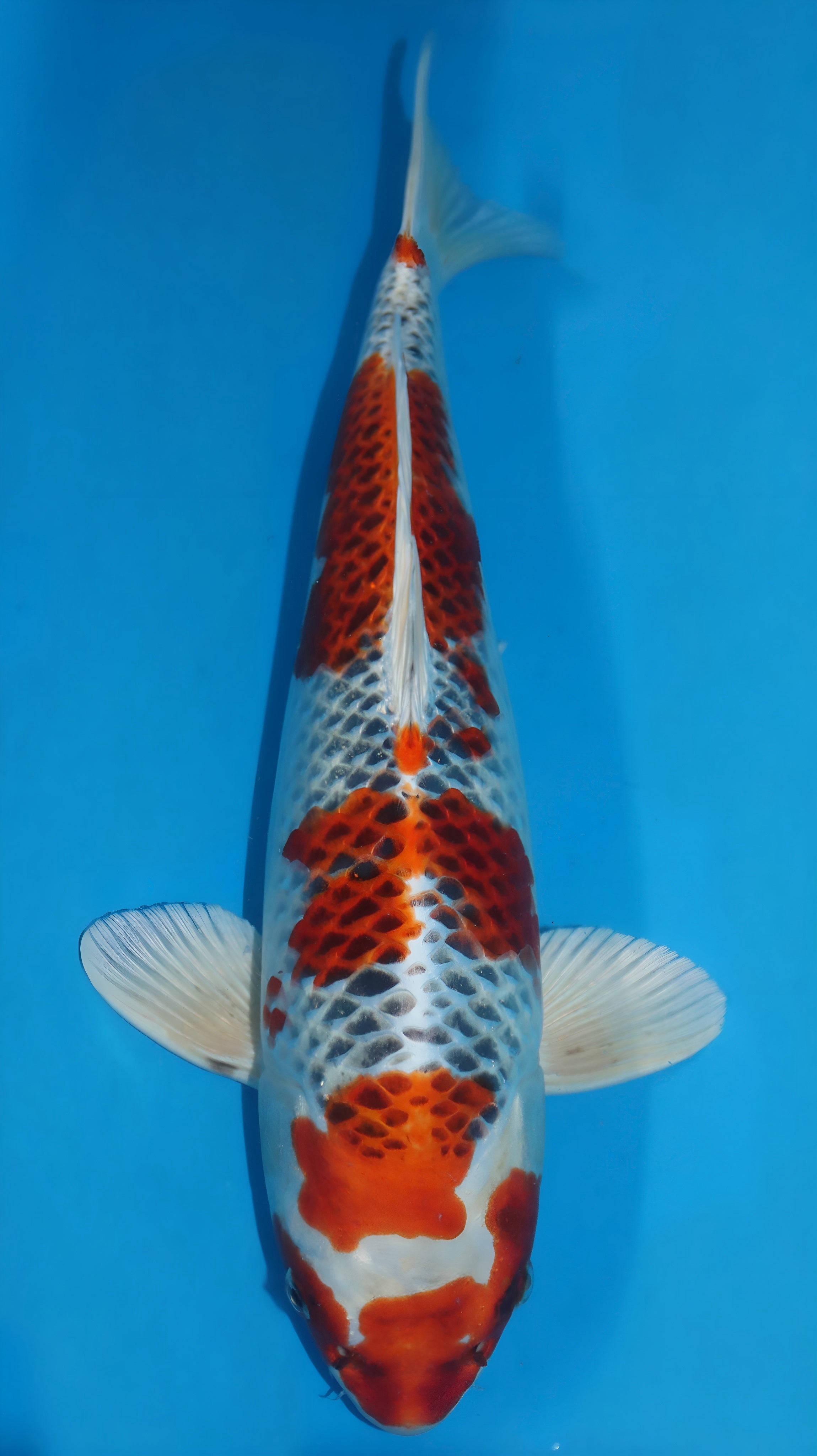 25SFP016 Kujaku