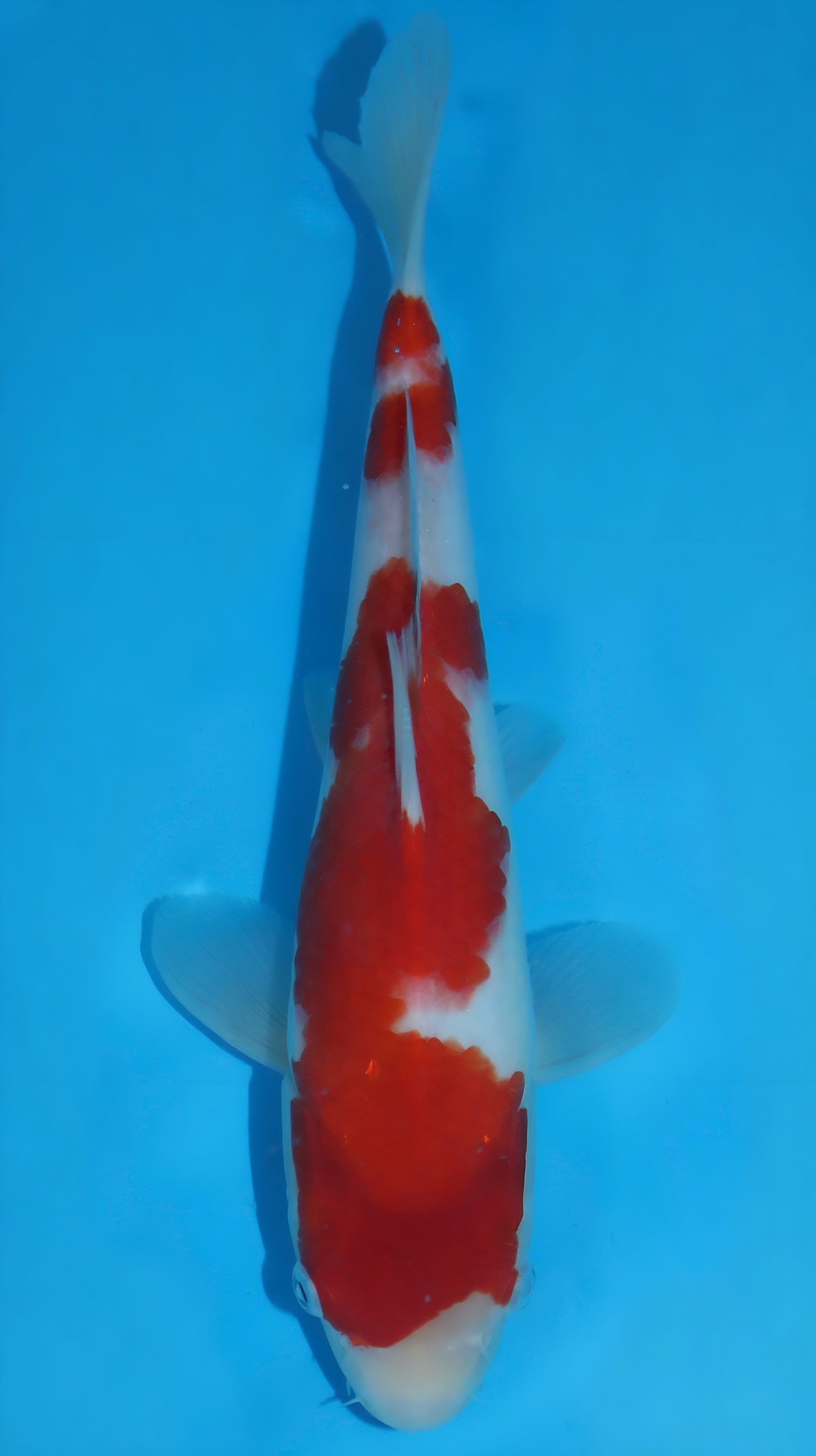 25SFP038 Kohaku