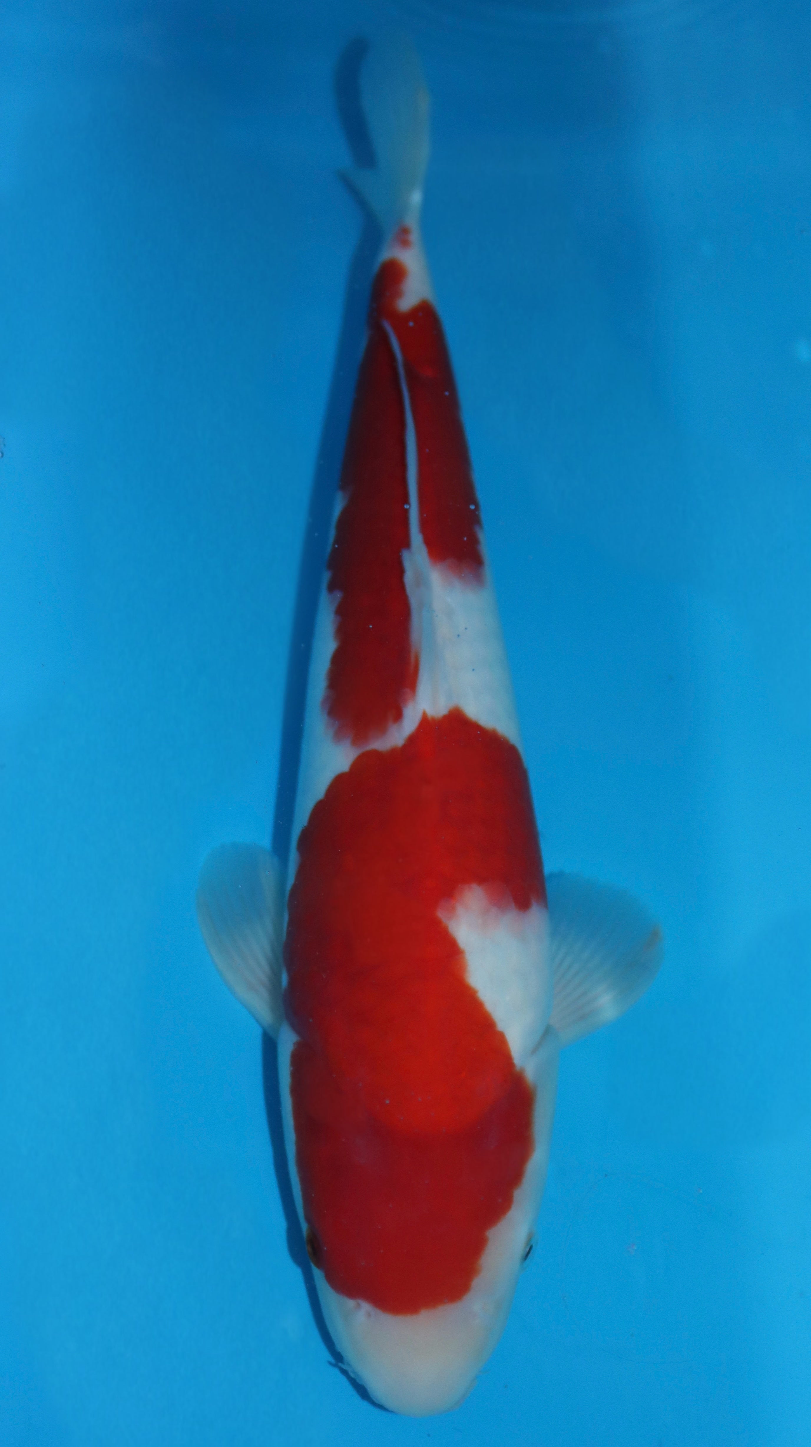 25SFP036 Kohaku