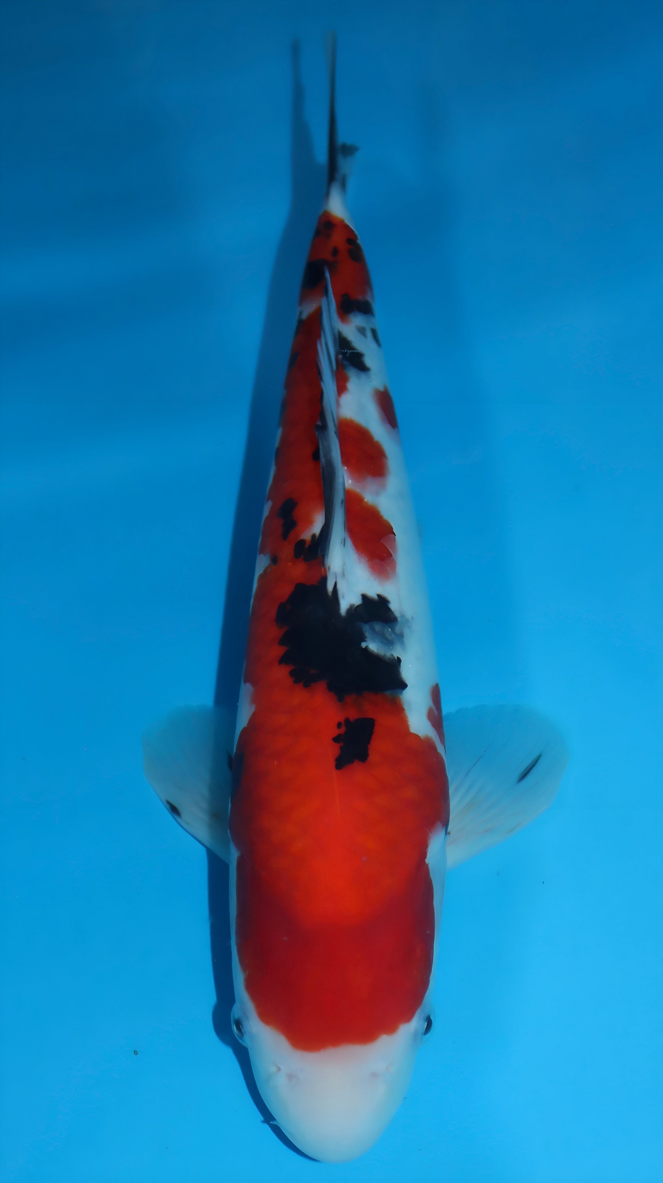 25SFP012 Sanke