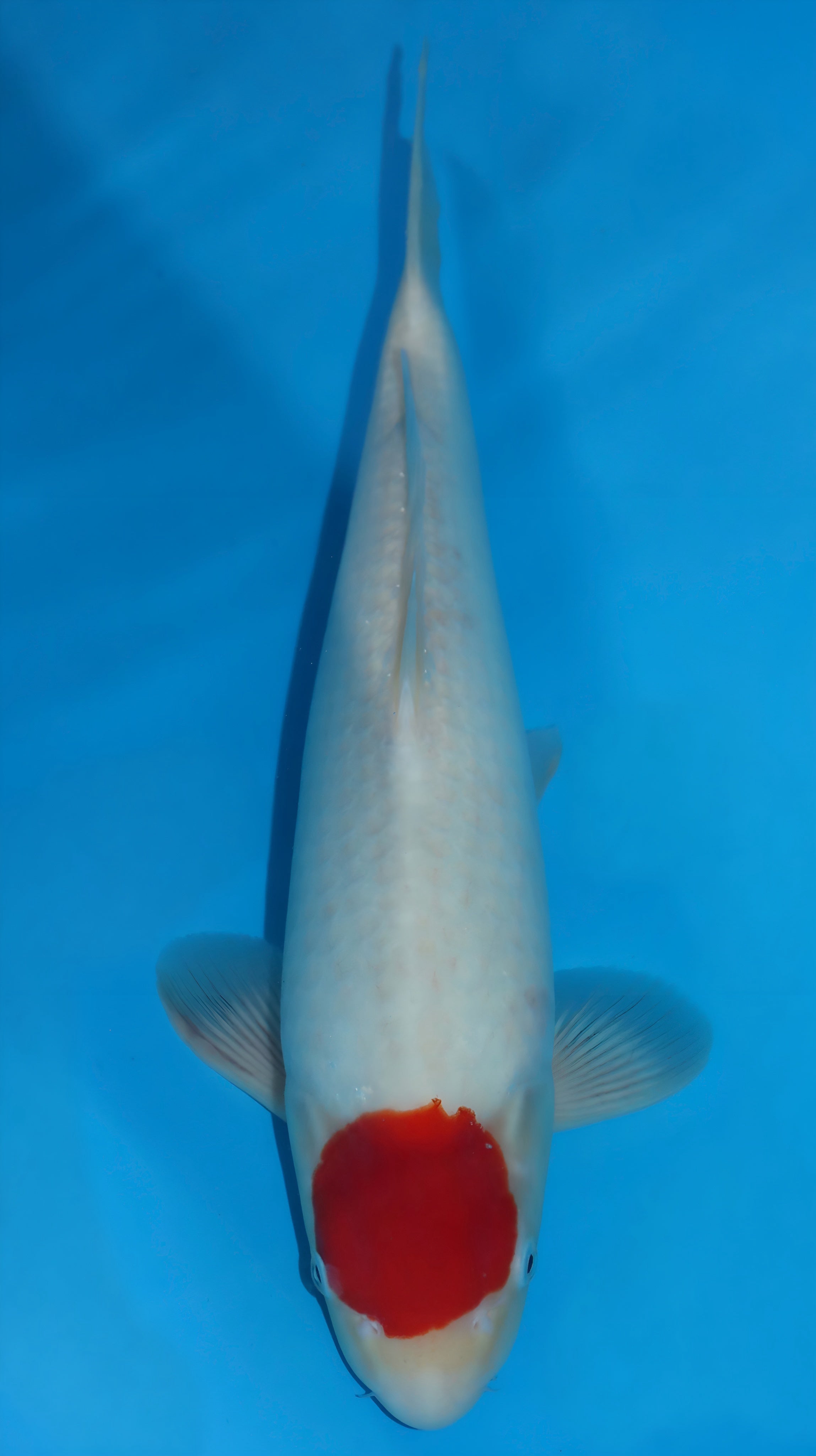Koi
