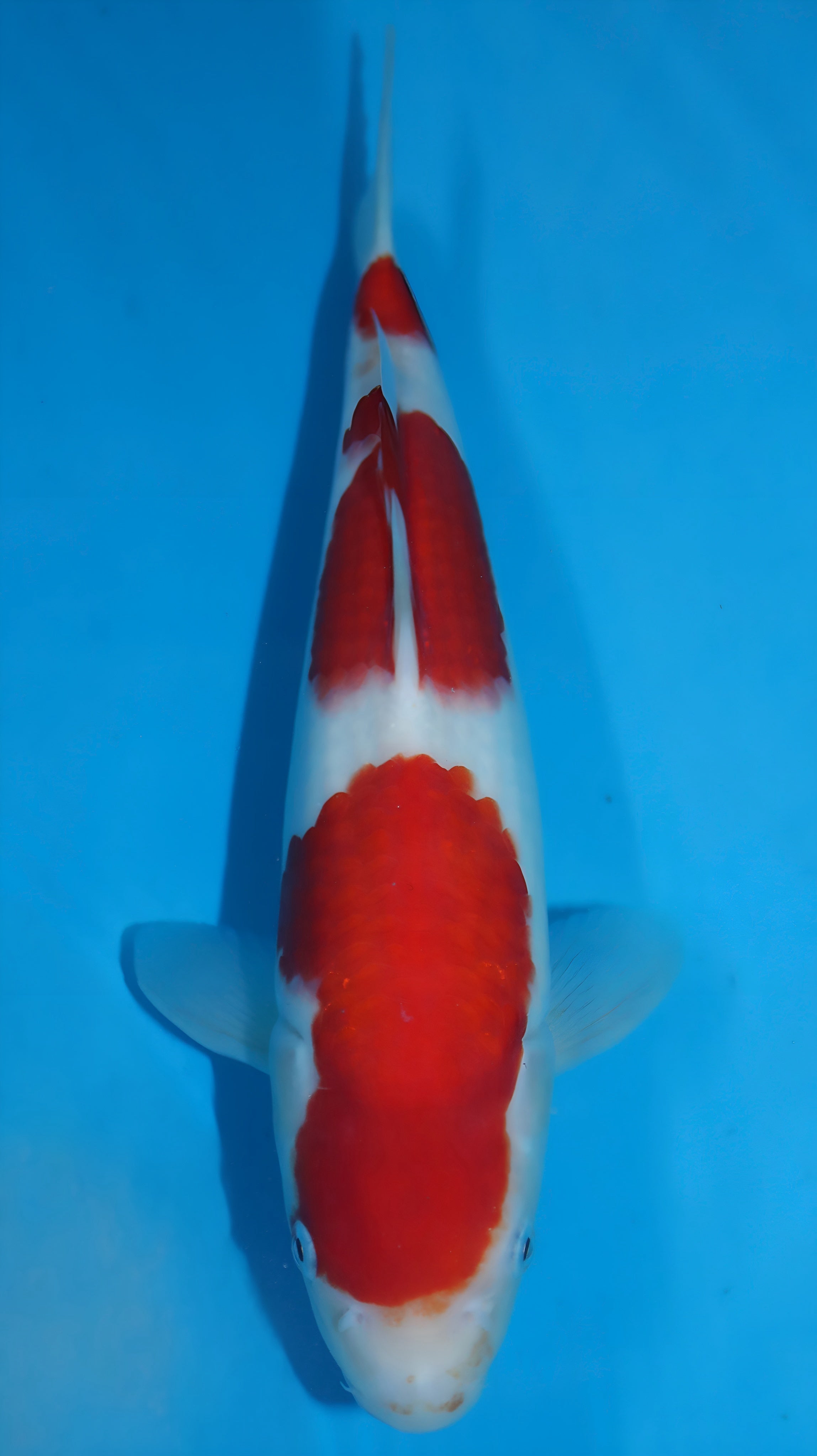25SFP010 Kohaku