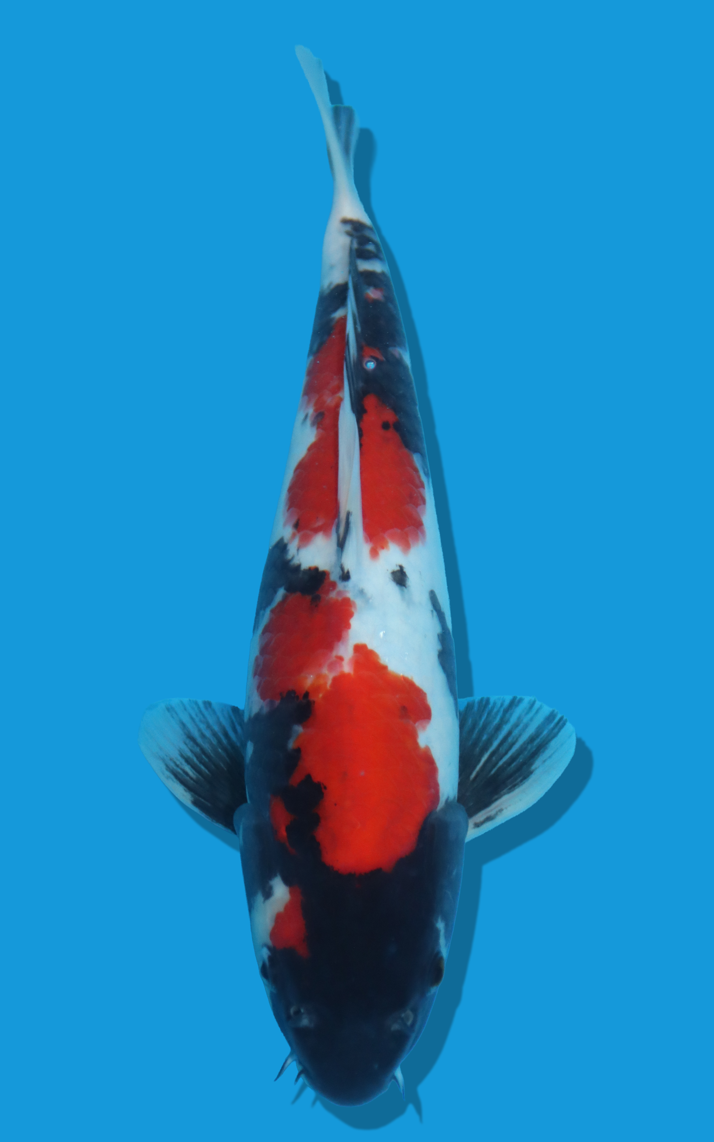 26BEP022S Showa