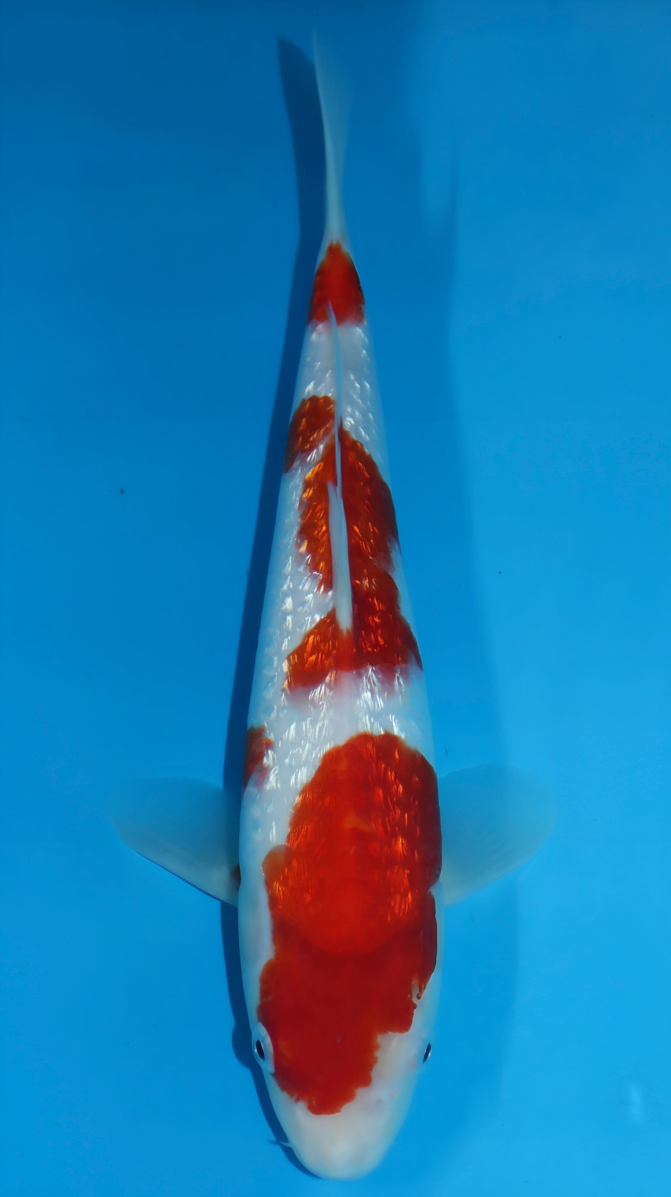 25SFP014 Ginrin Kohaku