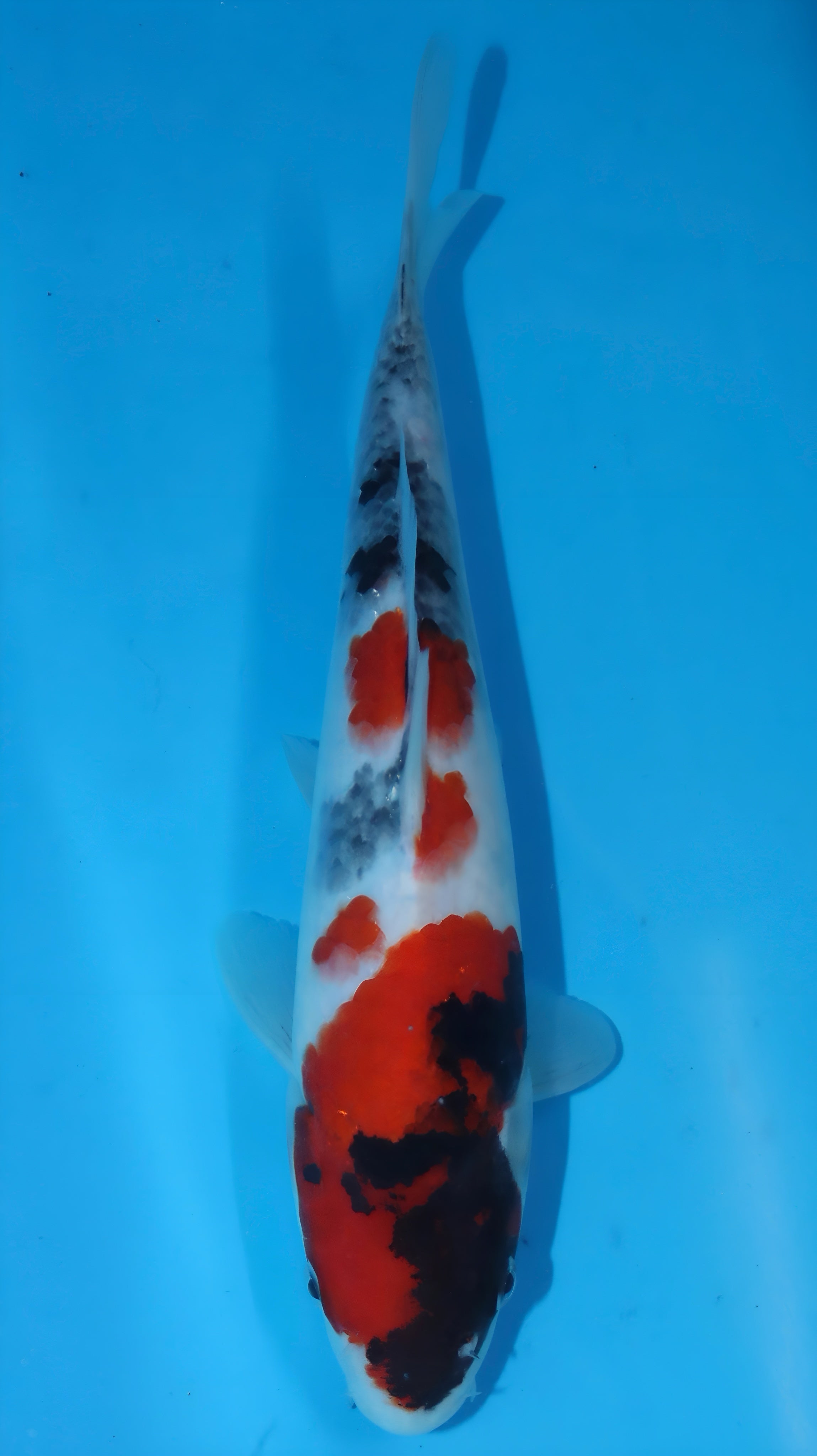 25SFP060 Showa