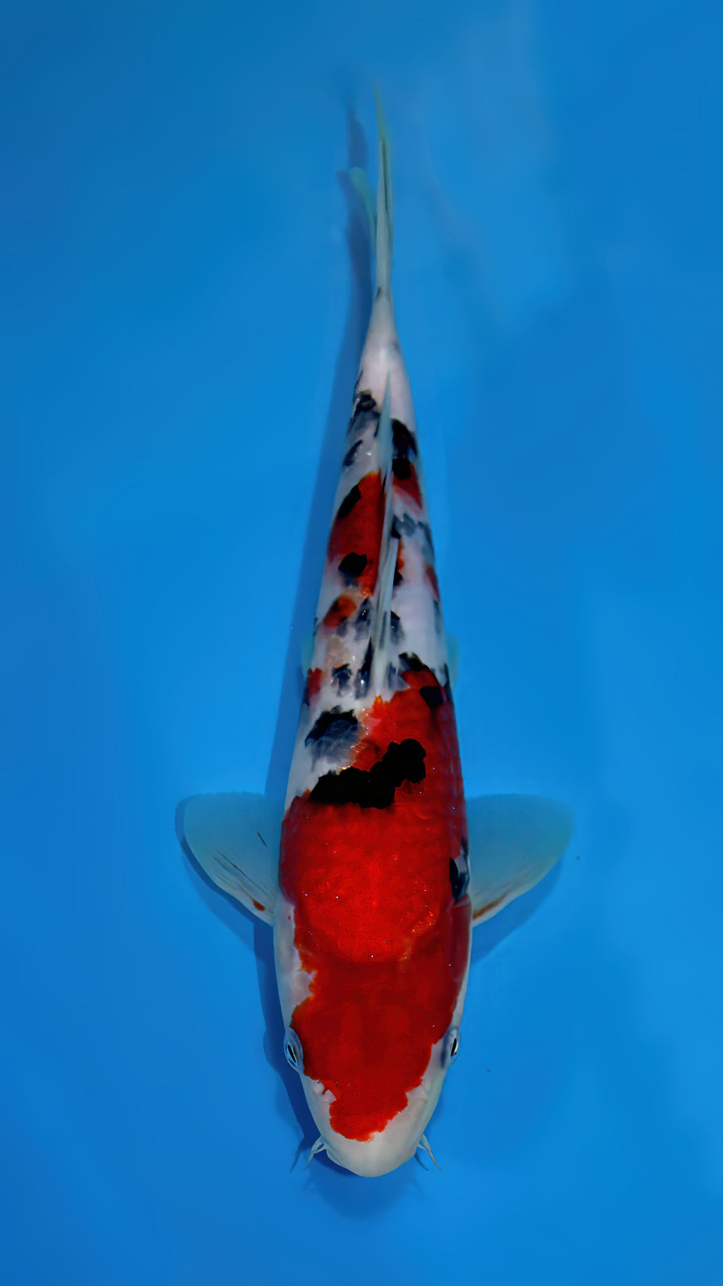 SS2