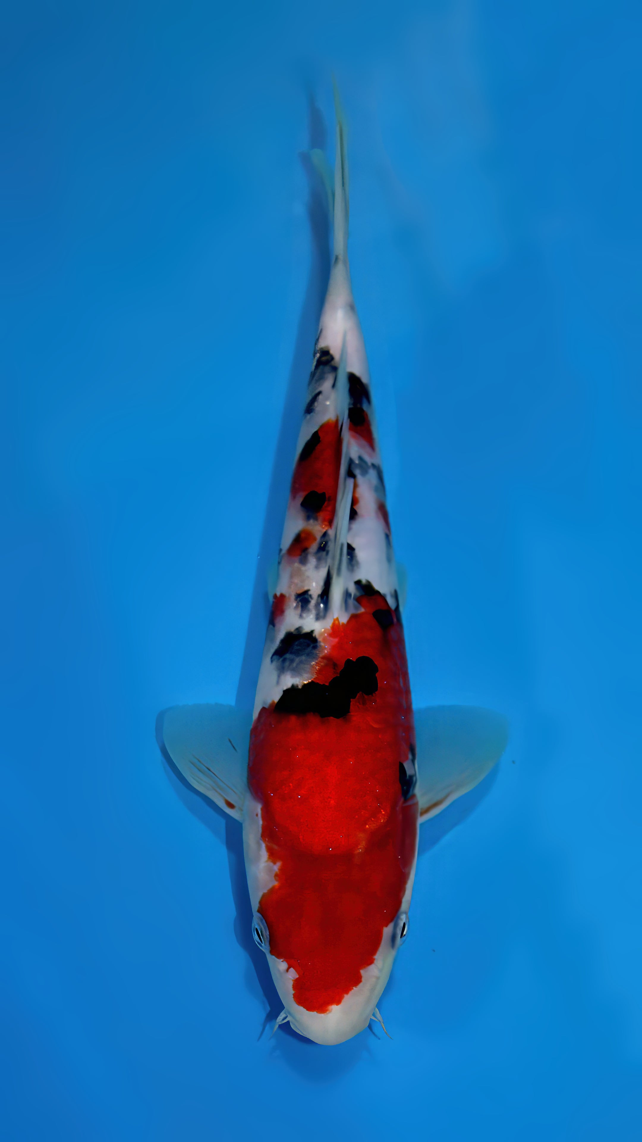 SS2
