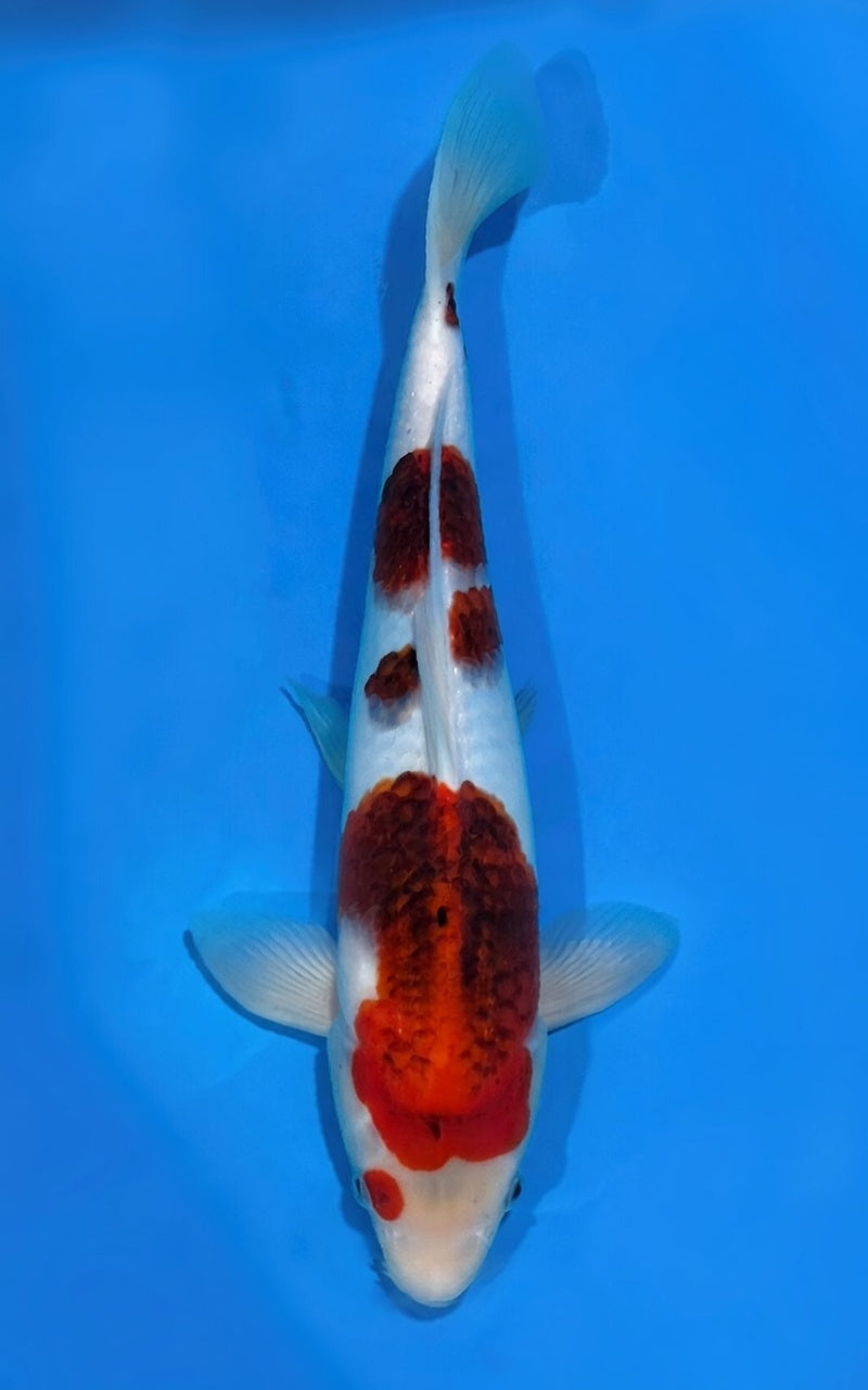 BEST IN ENTRY INTERNATIONAL JUNIOR KOI SHOW