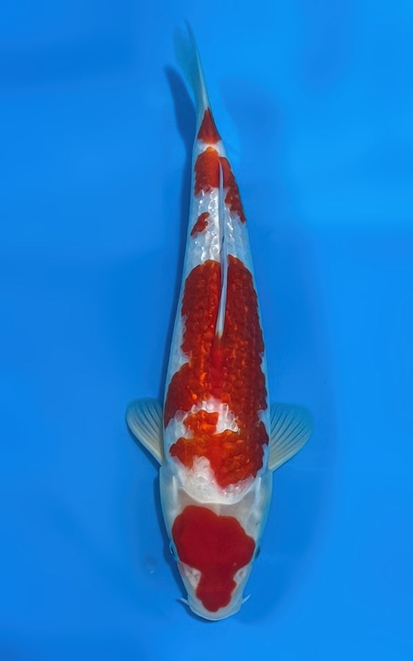 GKHU1A