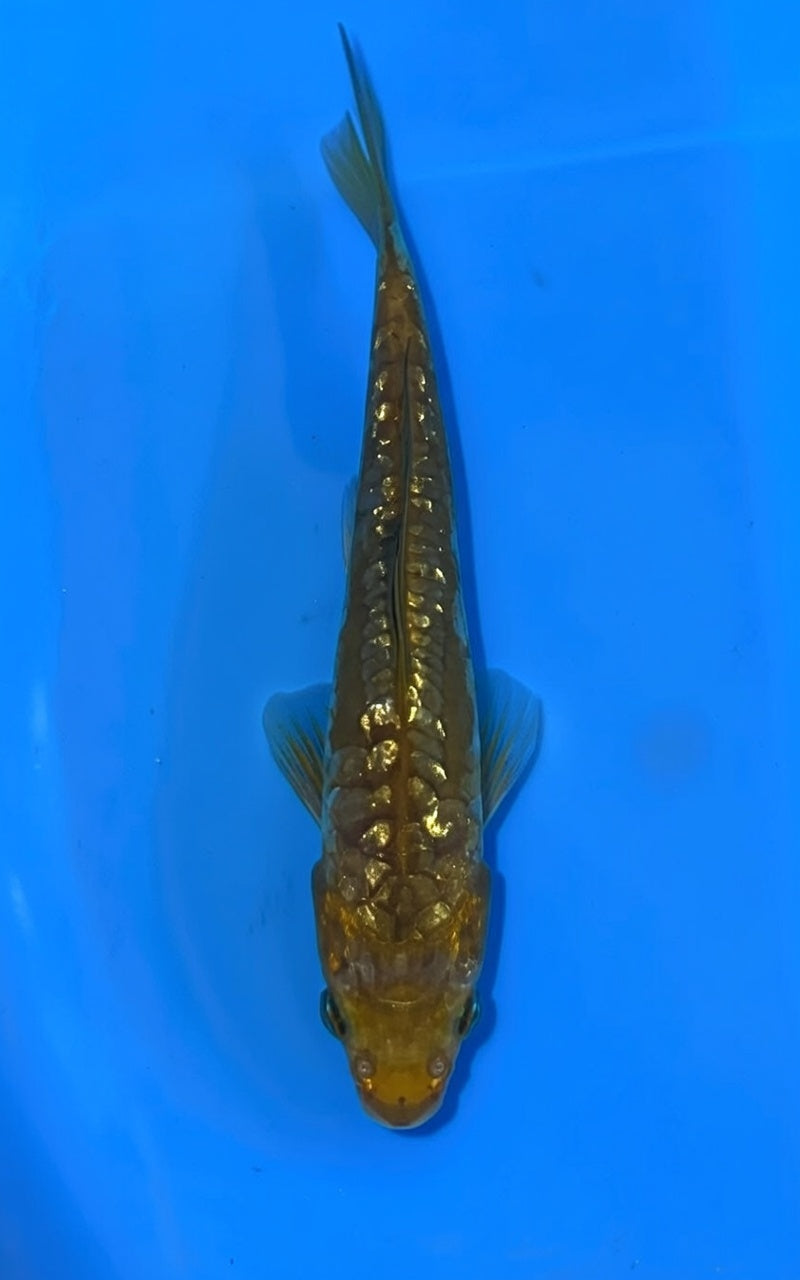 YDGA2