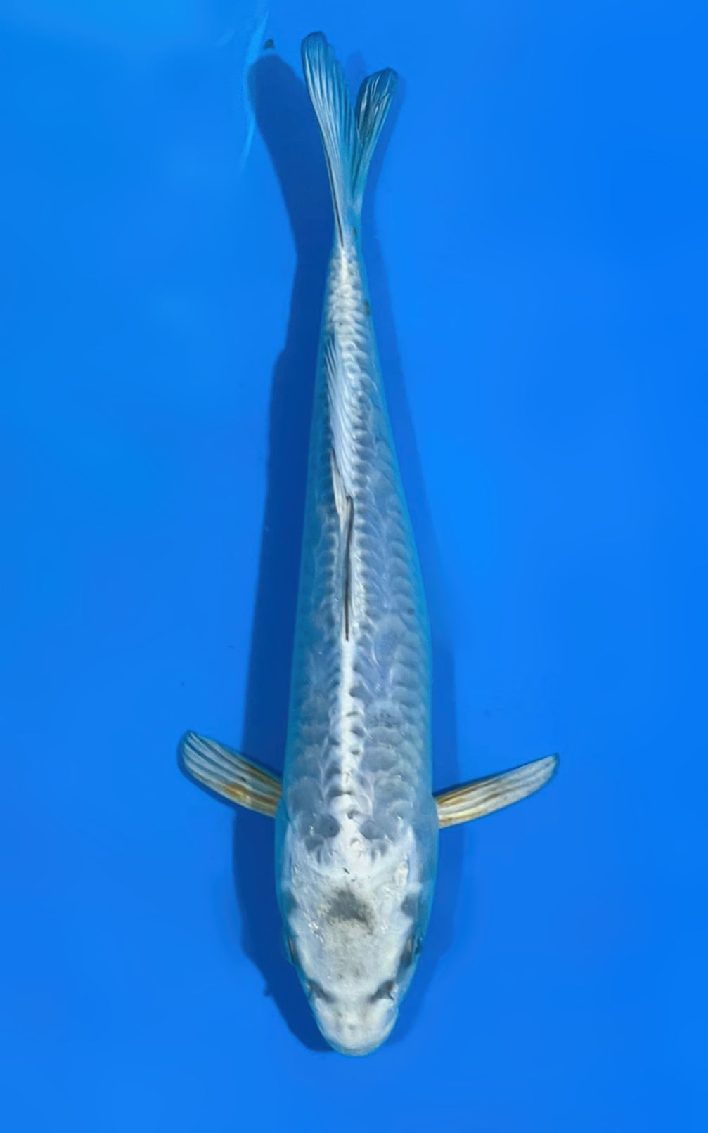 POGNAU1