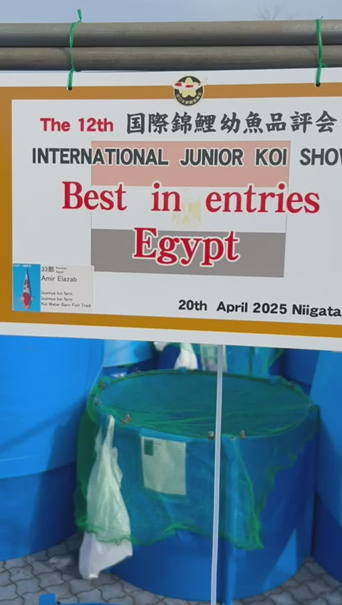 BEST IN ENTRY INTERNATIONAL JUNIOR KOI SHOW