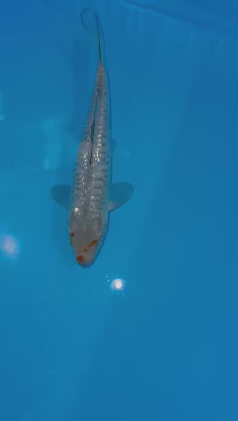 AUC506 Ginrin Aragoke Soragoi