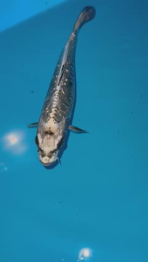 AUC503 Ginrin Aragoke kin kabuto