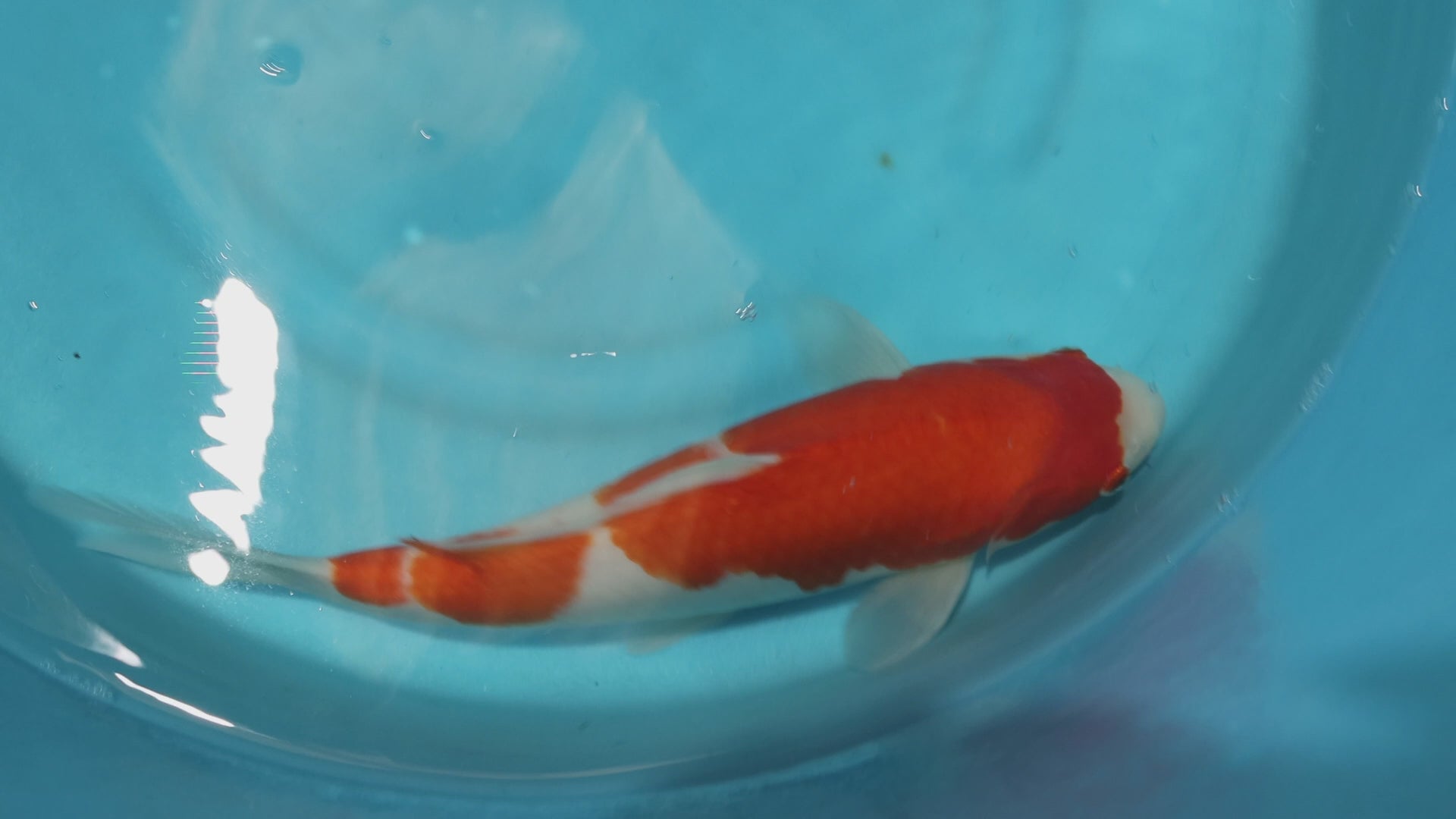 25SFP017 kohaku