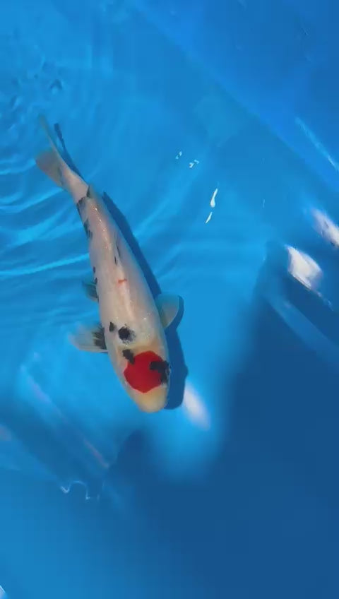 AUC0609 Tancho Sanke Certificated