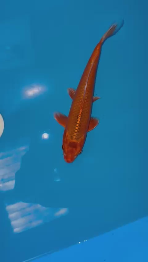 AUC501 Kin aka Matsuba