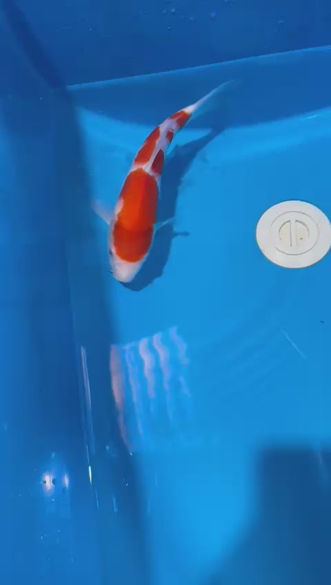 AUC0814 Kohaku