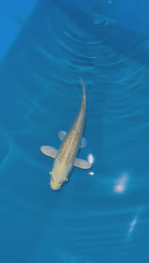 AUC507 Ginrin Yamabuki