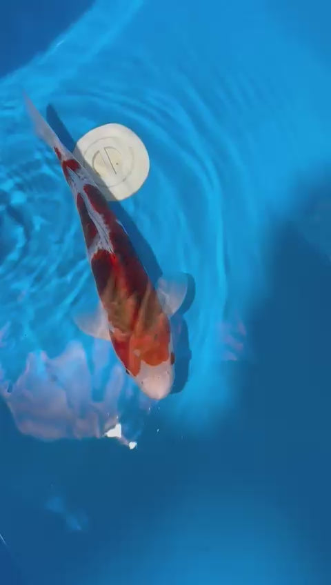 AUC0603 Ai goromo Certificated