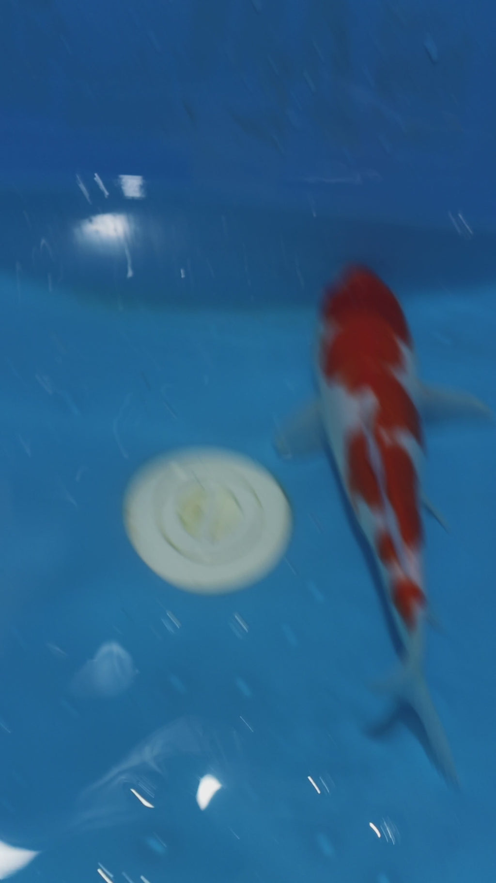 25SFP043 Kohaku