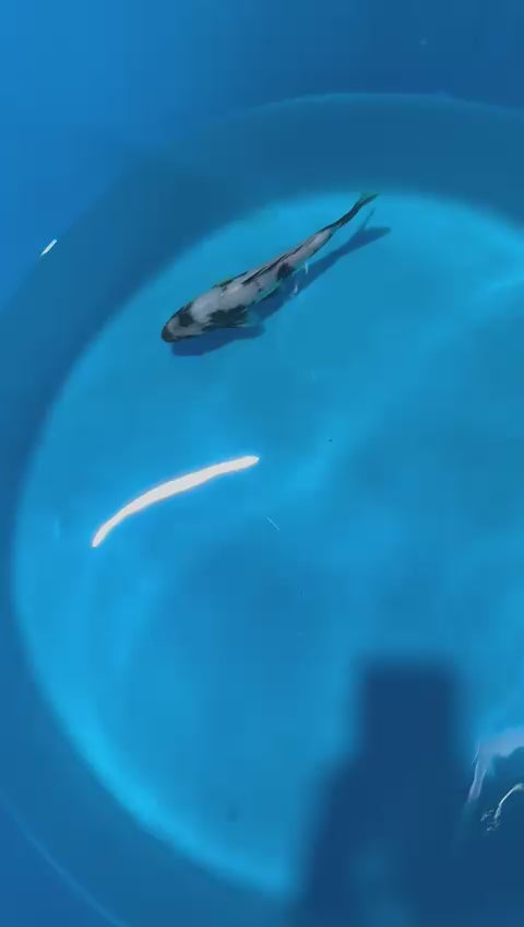 OU1