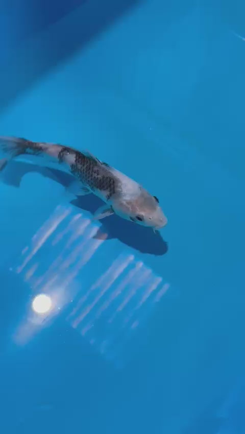 AUC0606 ⁠Shiro Utsuri