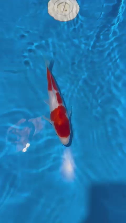 AUC0802 Kohaku