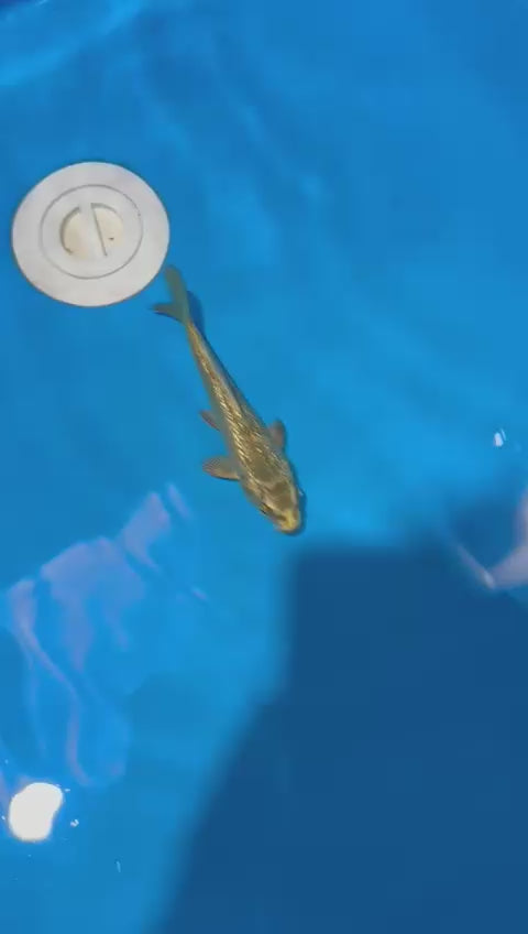 AUC0604 Ginrin kin Chagoi