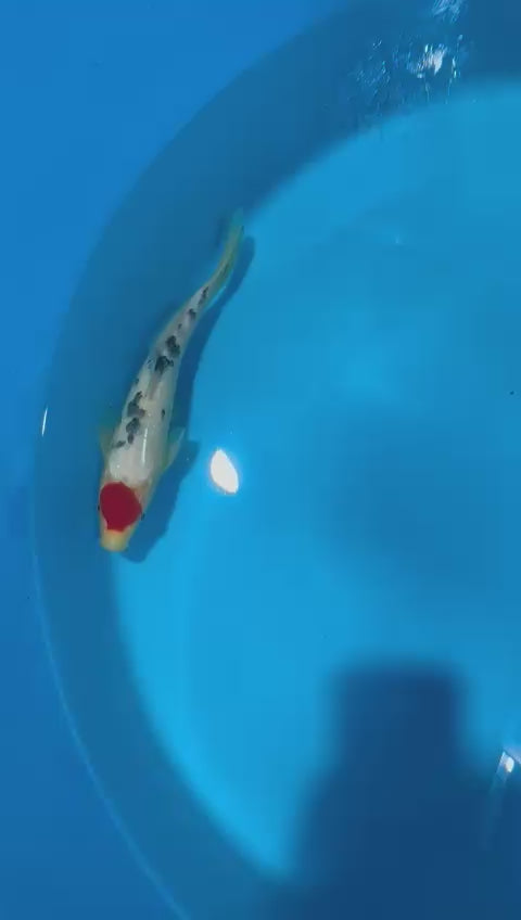 TS2