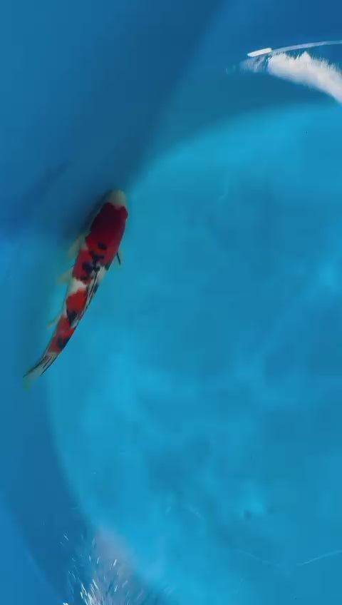 SS5