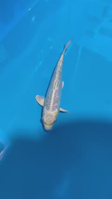 AUC0607 Aragoke Ginrin metallic Hariwake