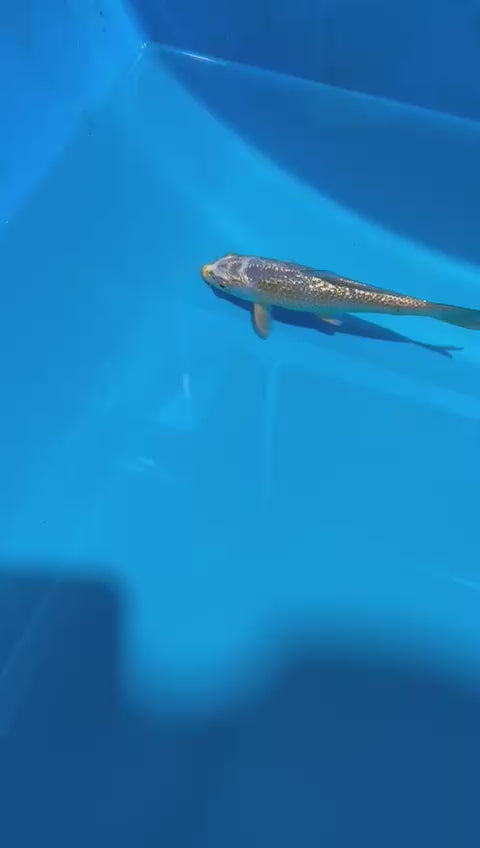 AUC0605 Ginrin kogane Ochiba